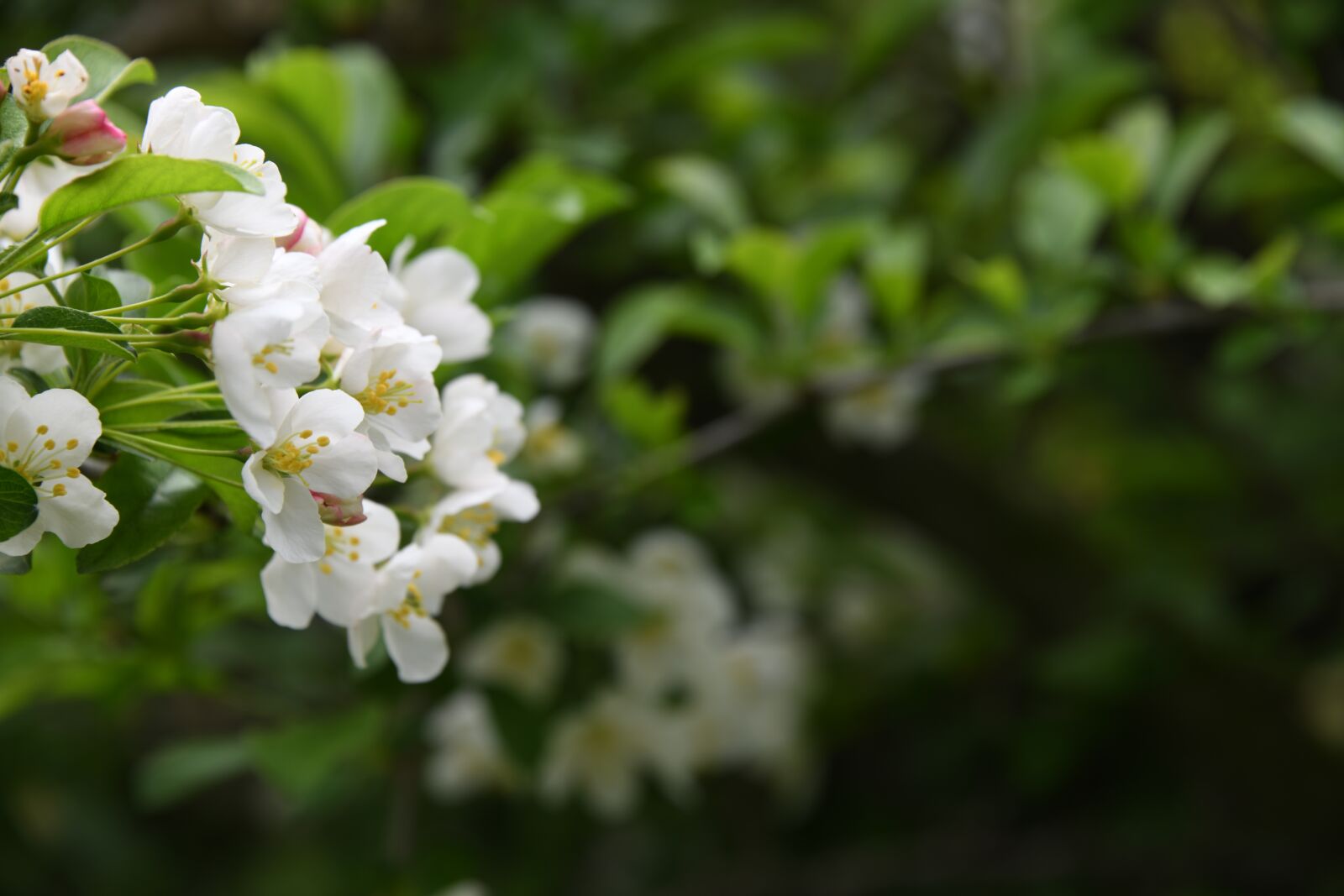 Nikon D850 sample photo. Flower, pink, white photography