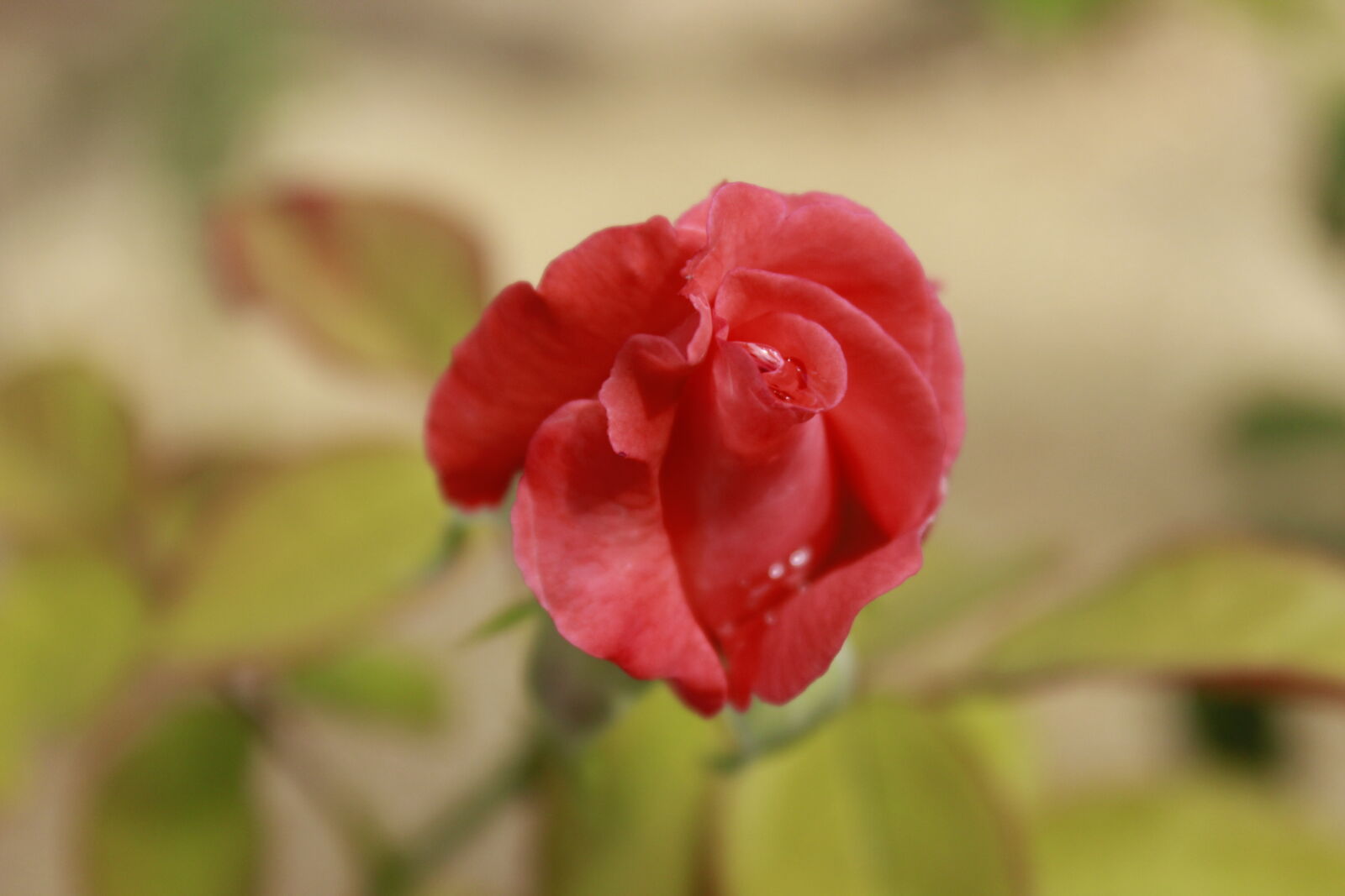 Canon EOS 600D (Rebel EOS T3i / EOS Kiss X5) sample photo