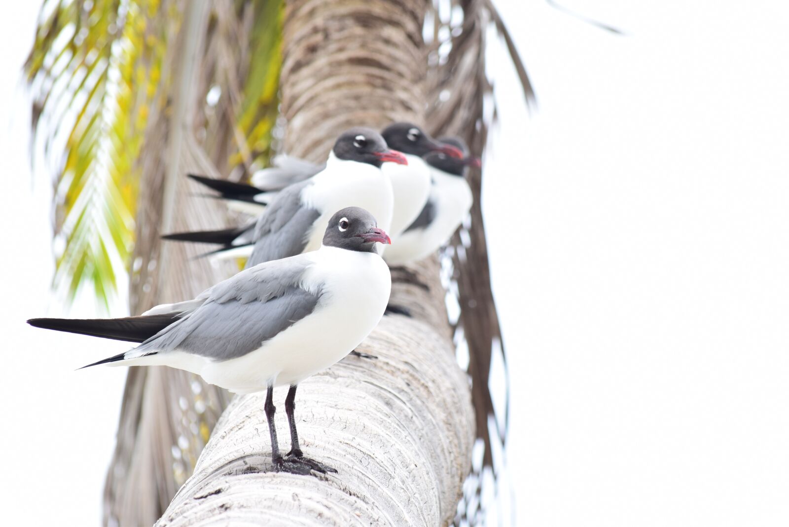 Nikon D3300 sample photo. Belize, bird, island photography