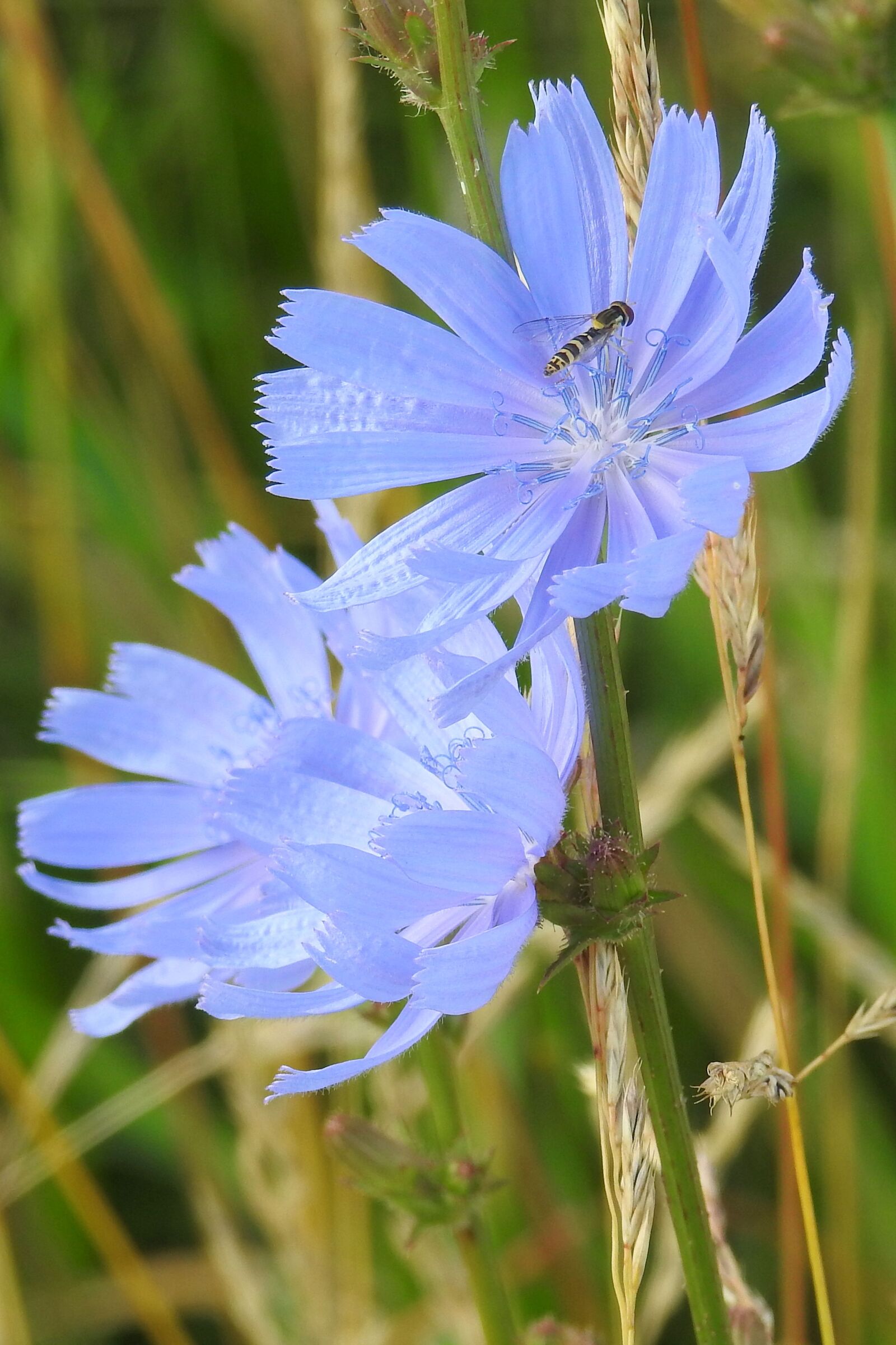 Nikon Coolpix P900 sample photo. Chicory, blue, flowers photography