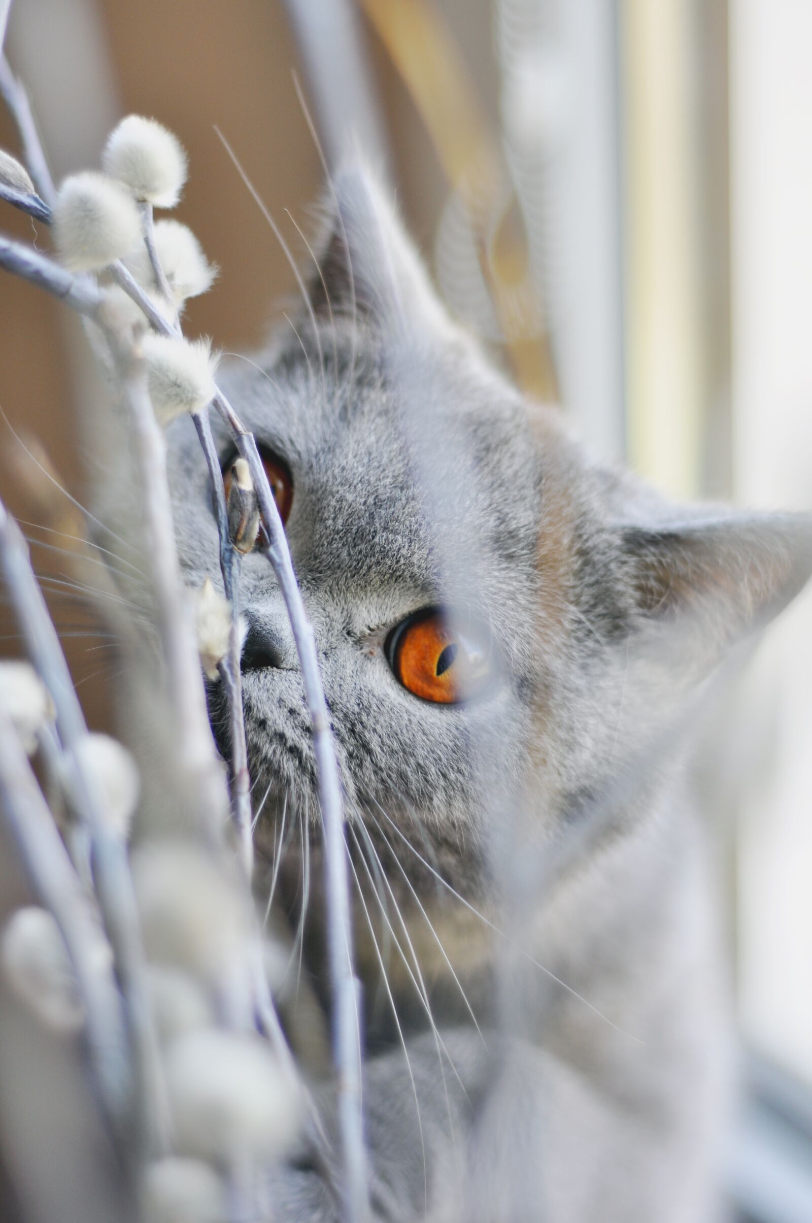 Nikon D90 sample photo. Cat, british shorthair cat photography