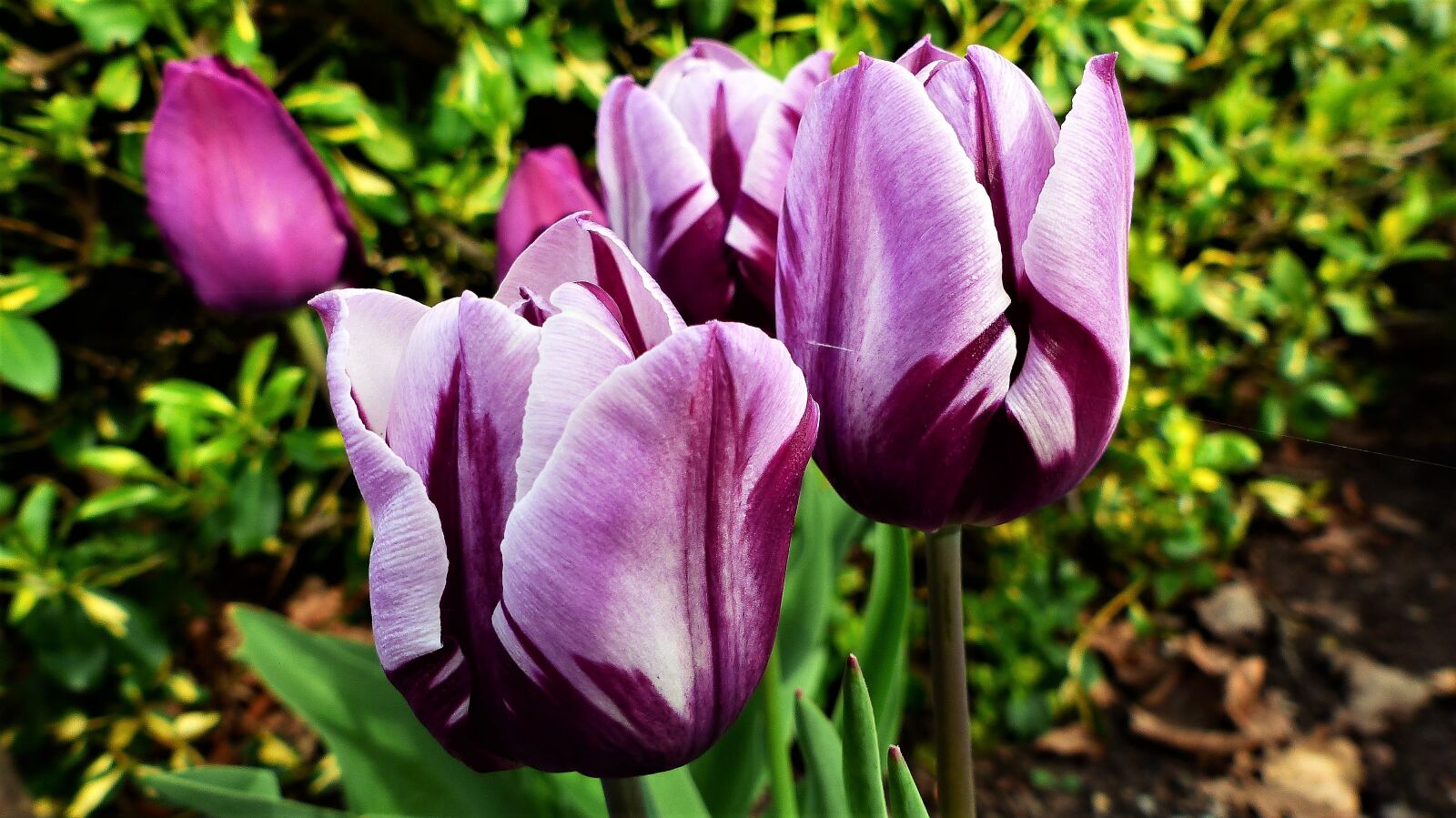 Panasonic Lumix DMC-FZ200 sample photo. Flower, nature, plant photography
