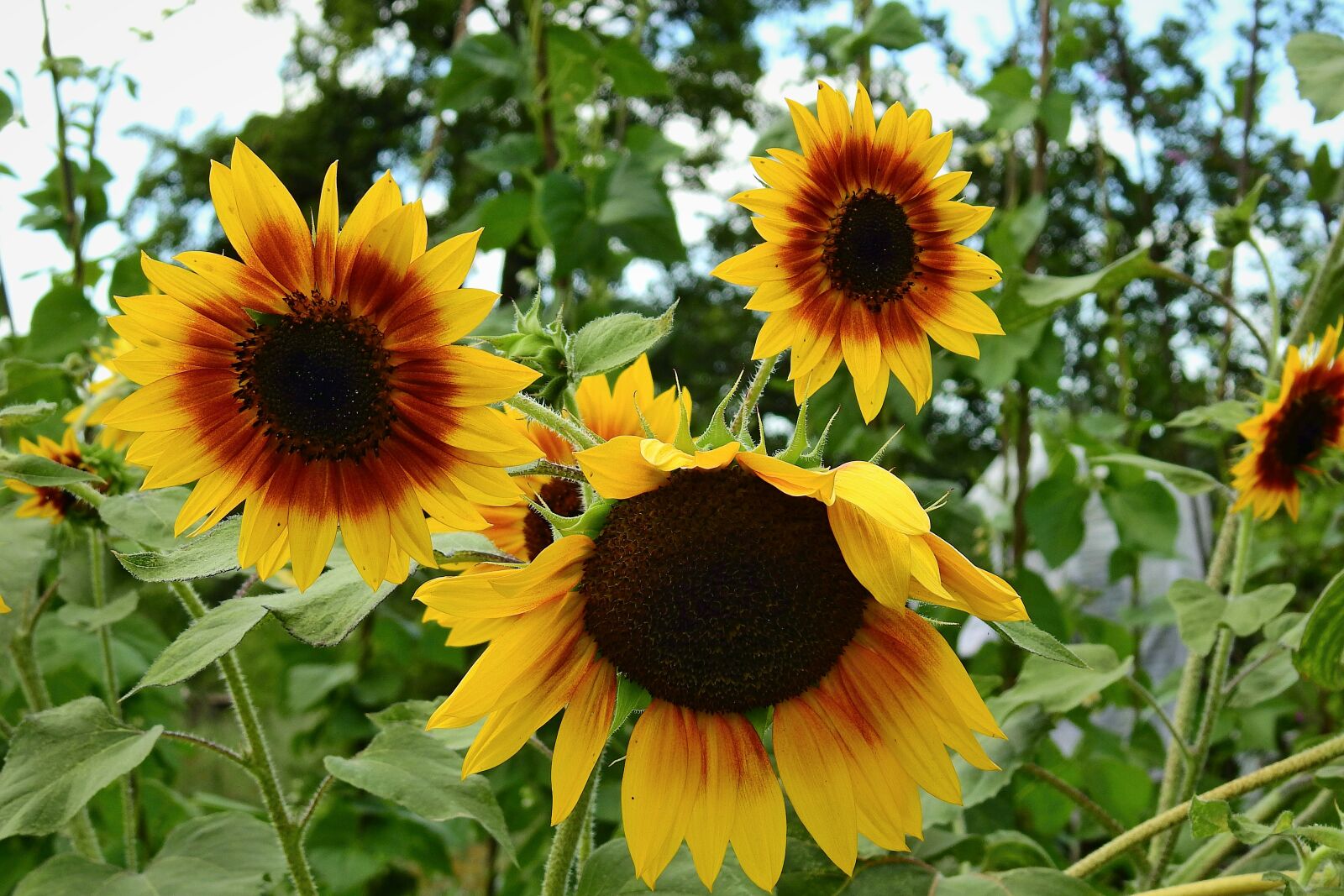 Nikon Coolpix P900 sample photo. Sunflowers, nature, flowers photography