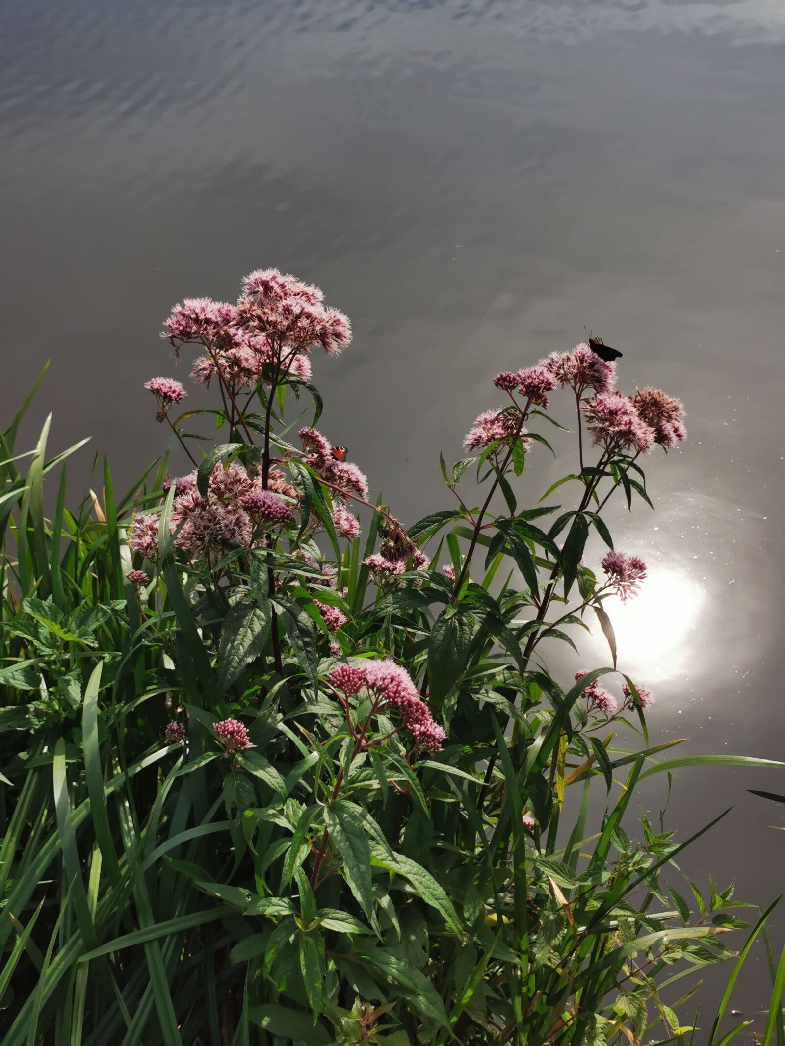 HUAWEI VOG-L29 sample photo. Nature, landscape, poland photography