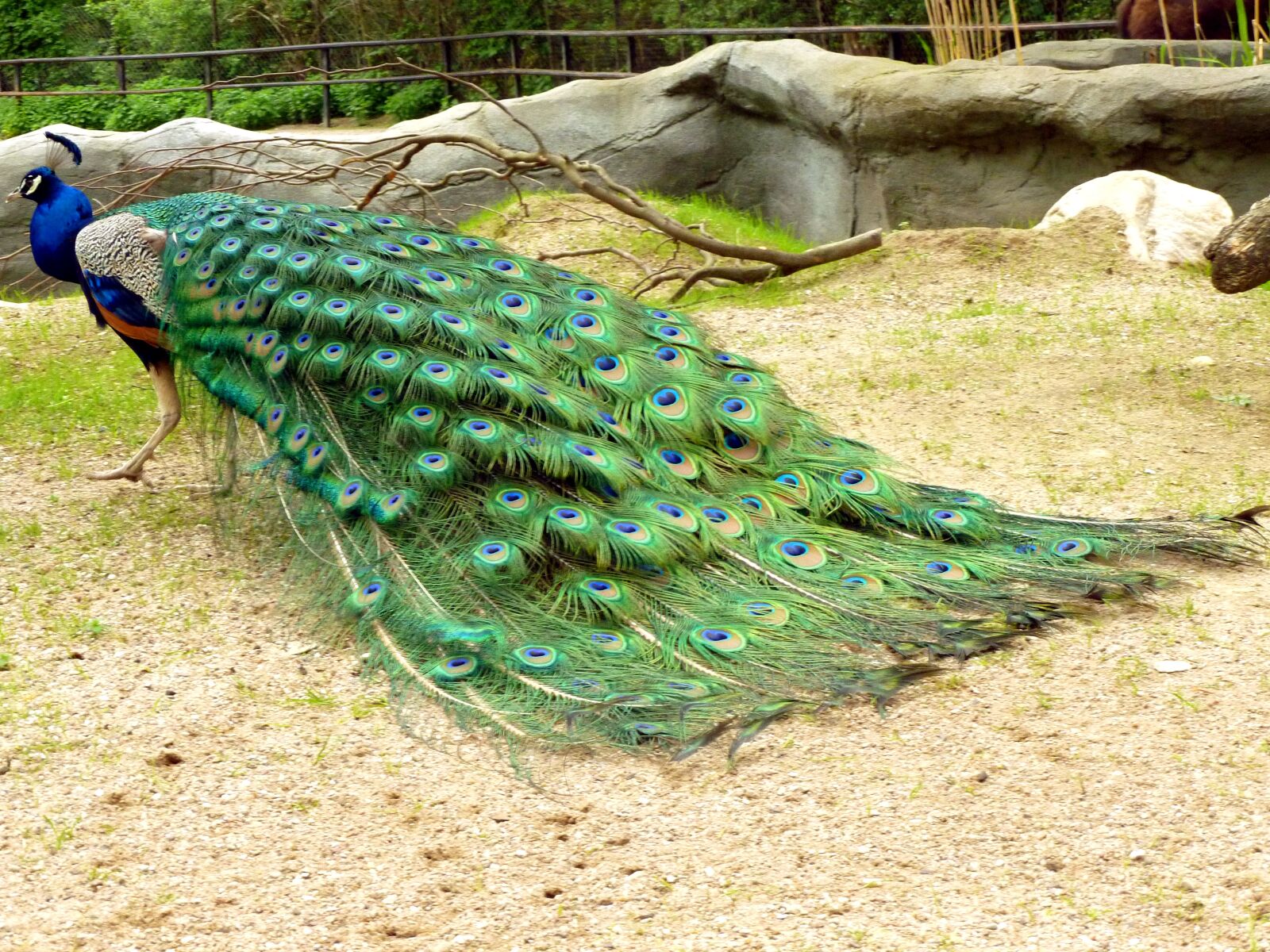 Panasonic DMC-FS37 sample photo. Peacock, male peacock, bird photography