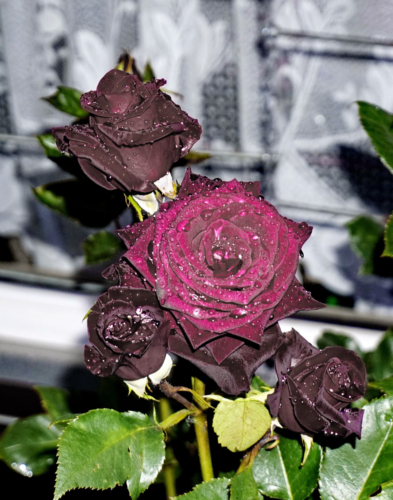 Sony a6000 sample photo. Roses, garden, plant photography