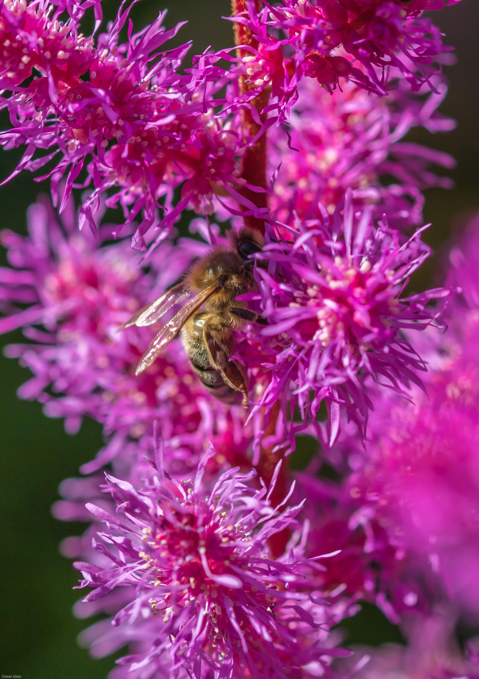 Canon EOS 7D Mark II sample photo. Spiere, prachtspiere, astilbe photography
