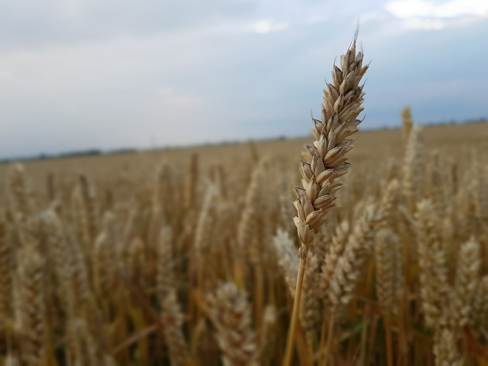 Samsung Galaxy S7 Edge sample photo. Field, barley, nature photography