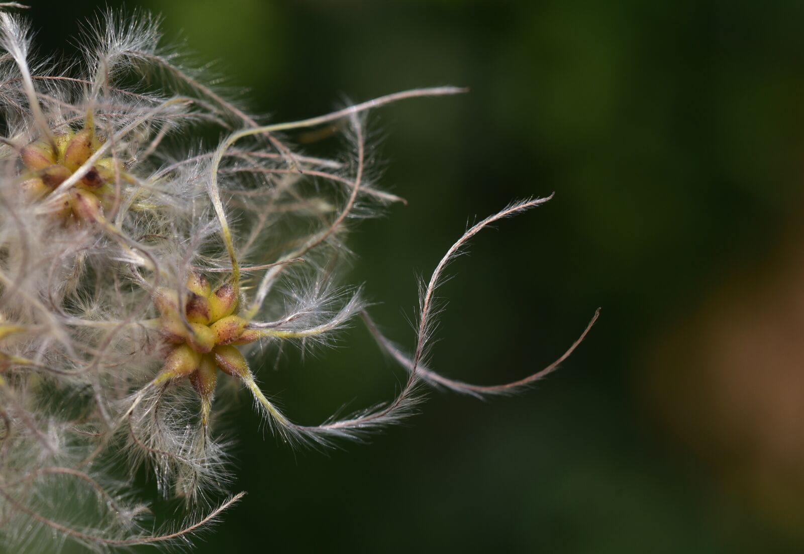 Nikon D750 sample photo. Clematis, usually, woolly photography