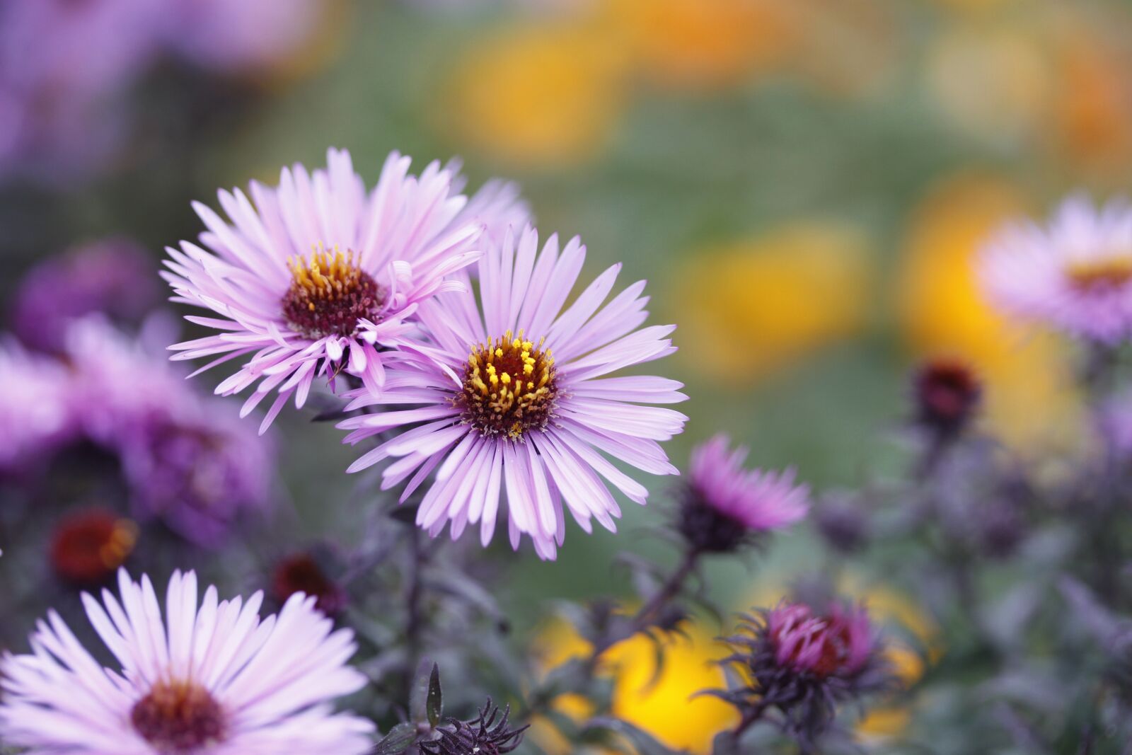 Canon EOS 500D (EOS Rebel T1i / EOS Kiss X3) sample photo. Aster, flowers, flower photography