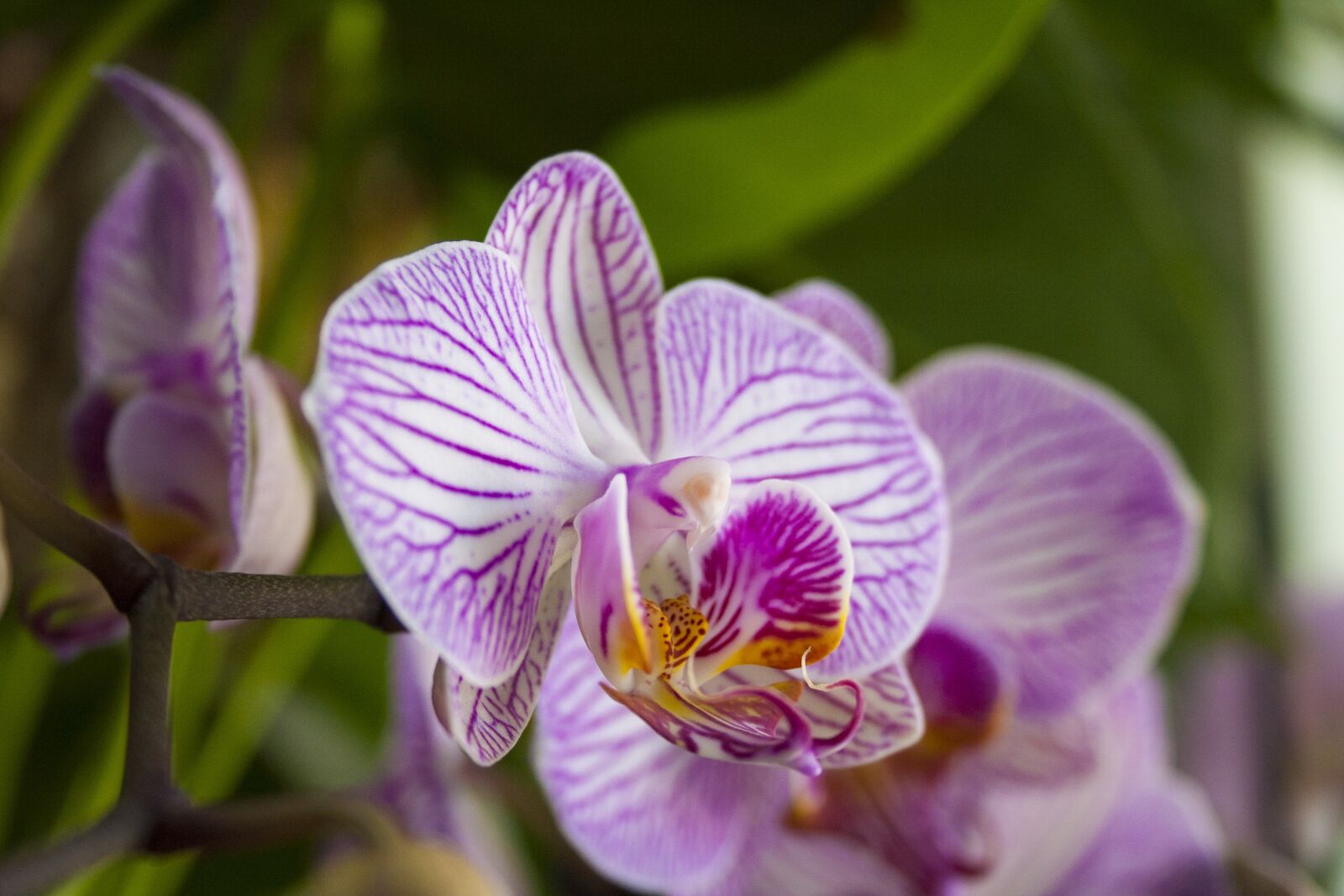 Canon EOS 350D (EOS Digital Rebel XT / EOS Kiss Digital N) sample photo. Orchid, phalaenopsis, flower photography