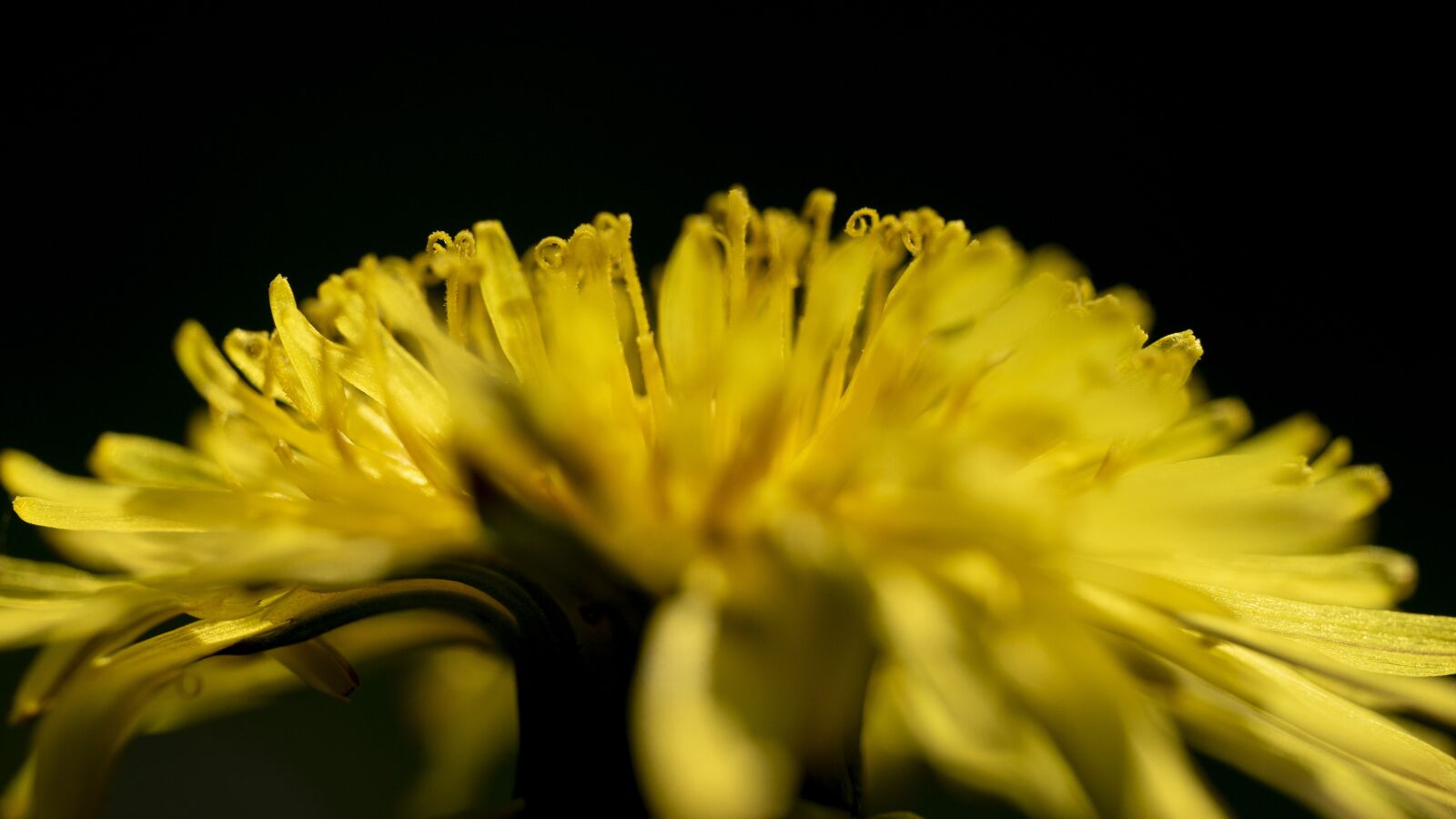 Sony a7S II sample photo. Flower, yellow, macro photography