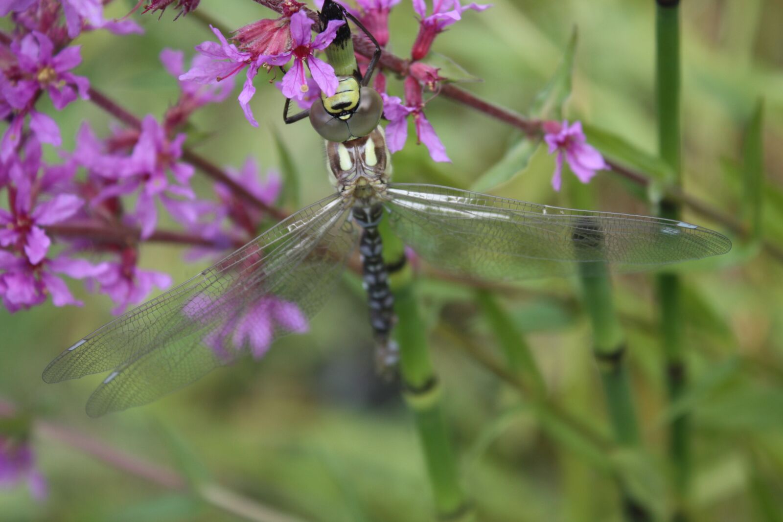 Canon EOS 450D (EOS Rebel XSi / EOS Kiss X2) sample photo. Ordinary loosestrife, lythrum salicaria photography