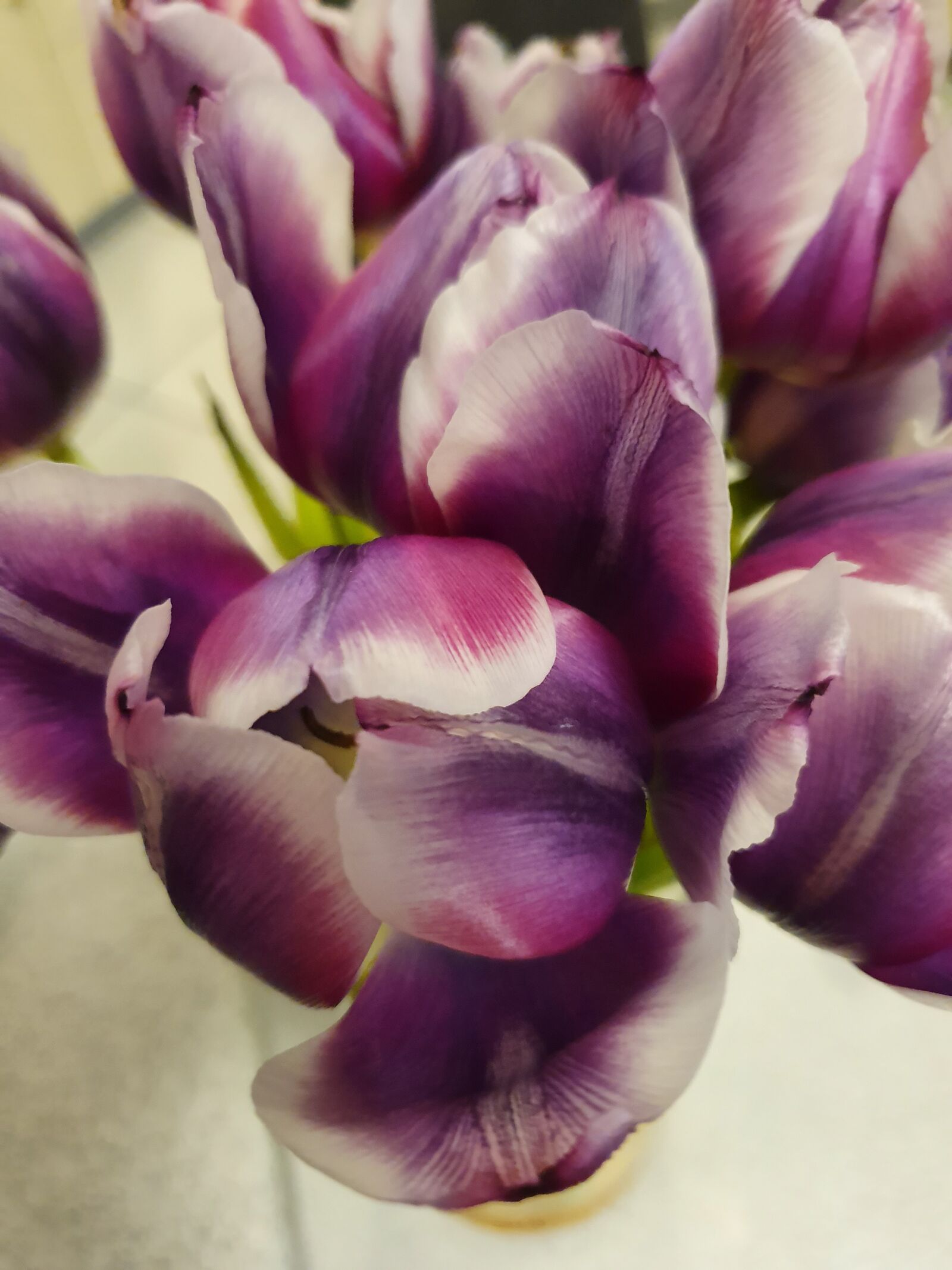Samsung Galaxy S10 sample photo. Tulip, plant, blossom photography