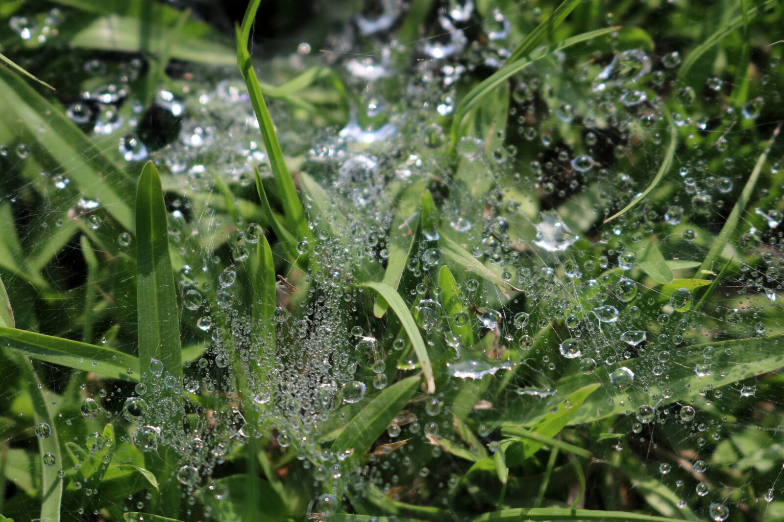 Canon EOS 750D (EOS Rebel T6i / EOS Kiss X8i) sample photo. Nature, drop, dew photography