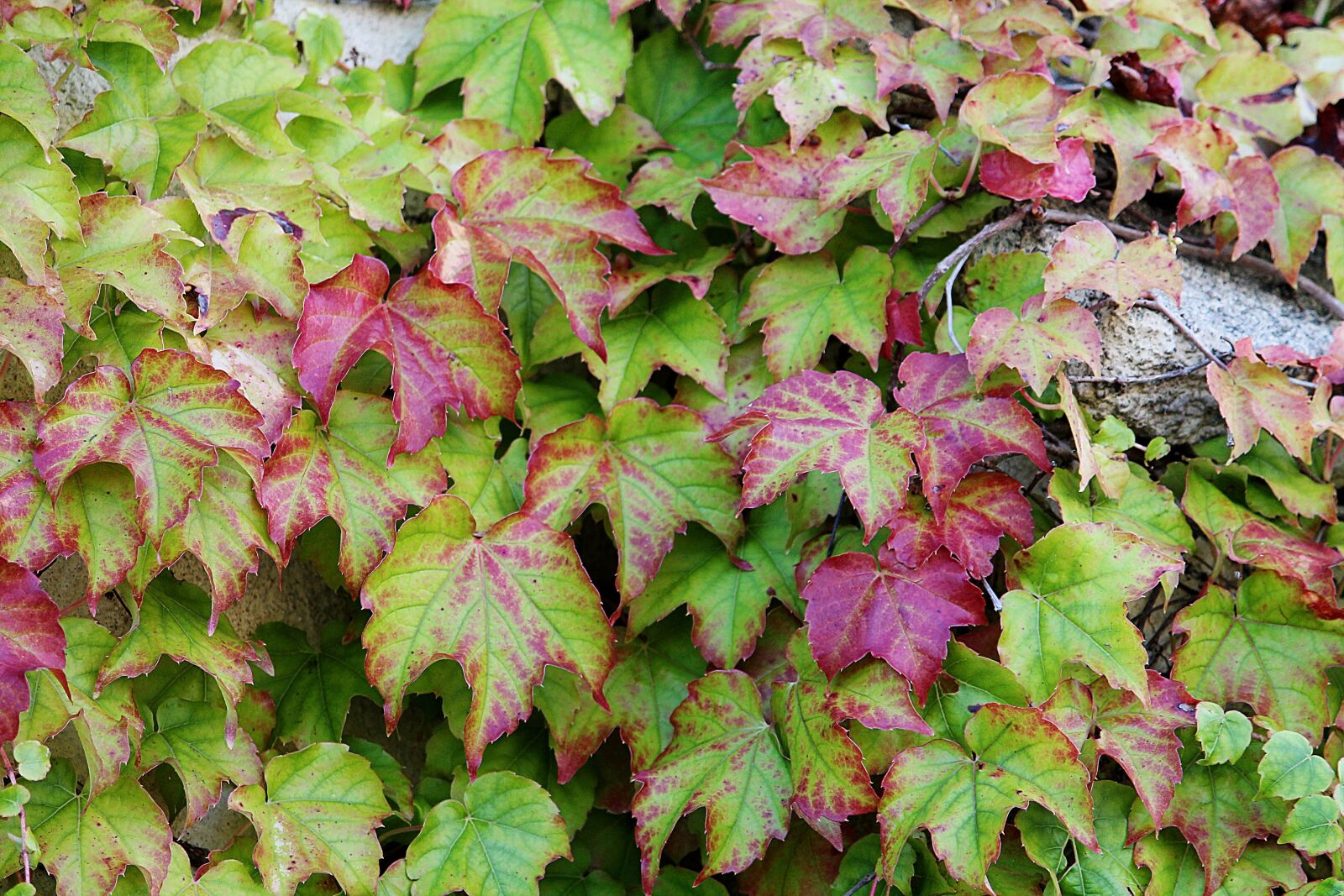 Canon EOS 1100D (EOS Rebel T3 / EOS Kiss X50) sample photo. Ivy, green, climber plant photography