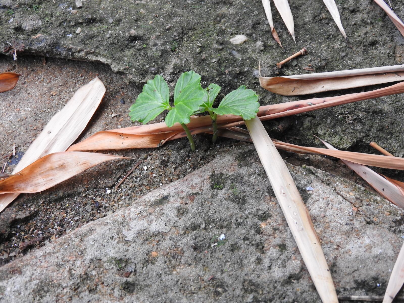 Nikon Coolpix P610 sample photo. Plant, green, forest photography