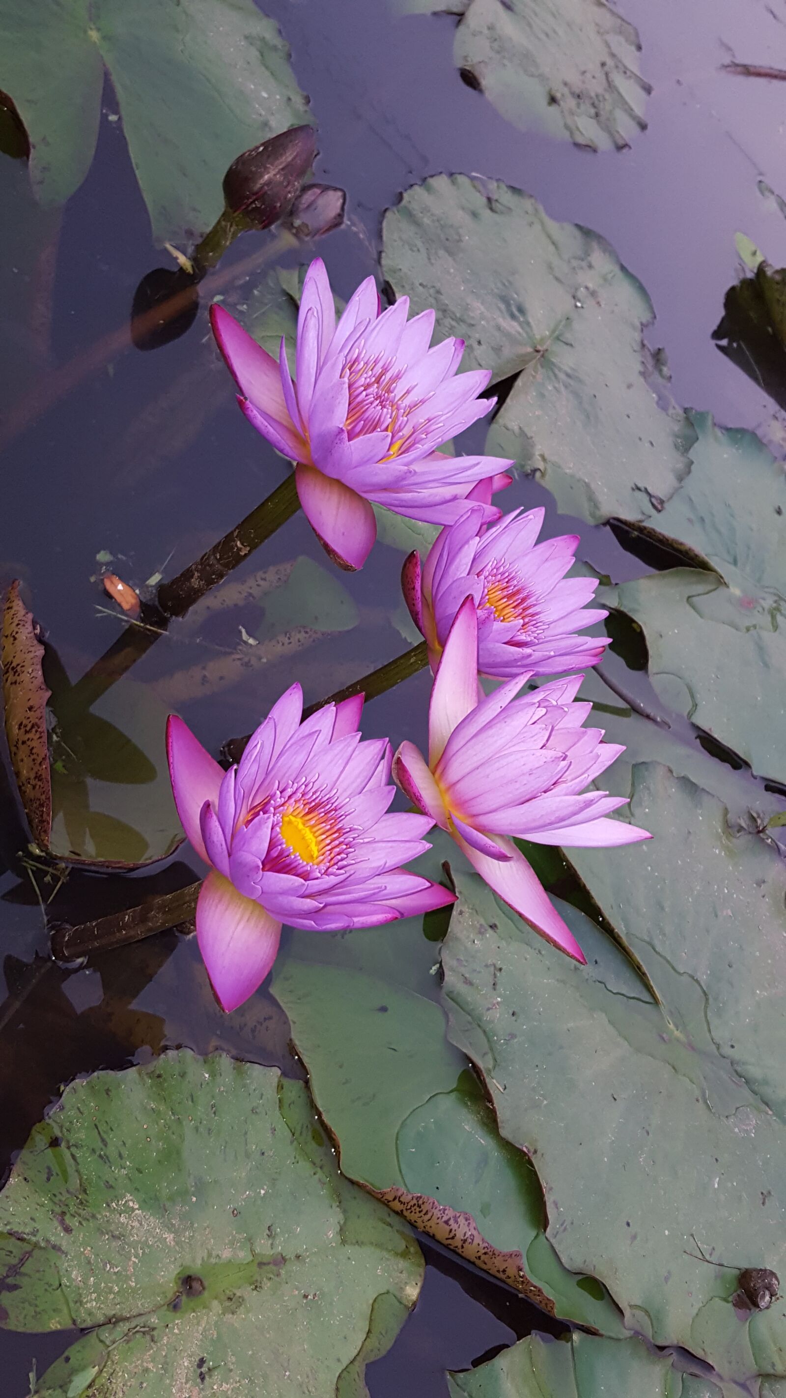 Samsung Galaxy S6 sample photo. Flower, flora, nature photography