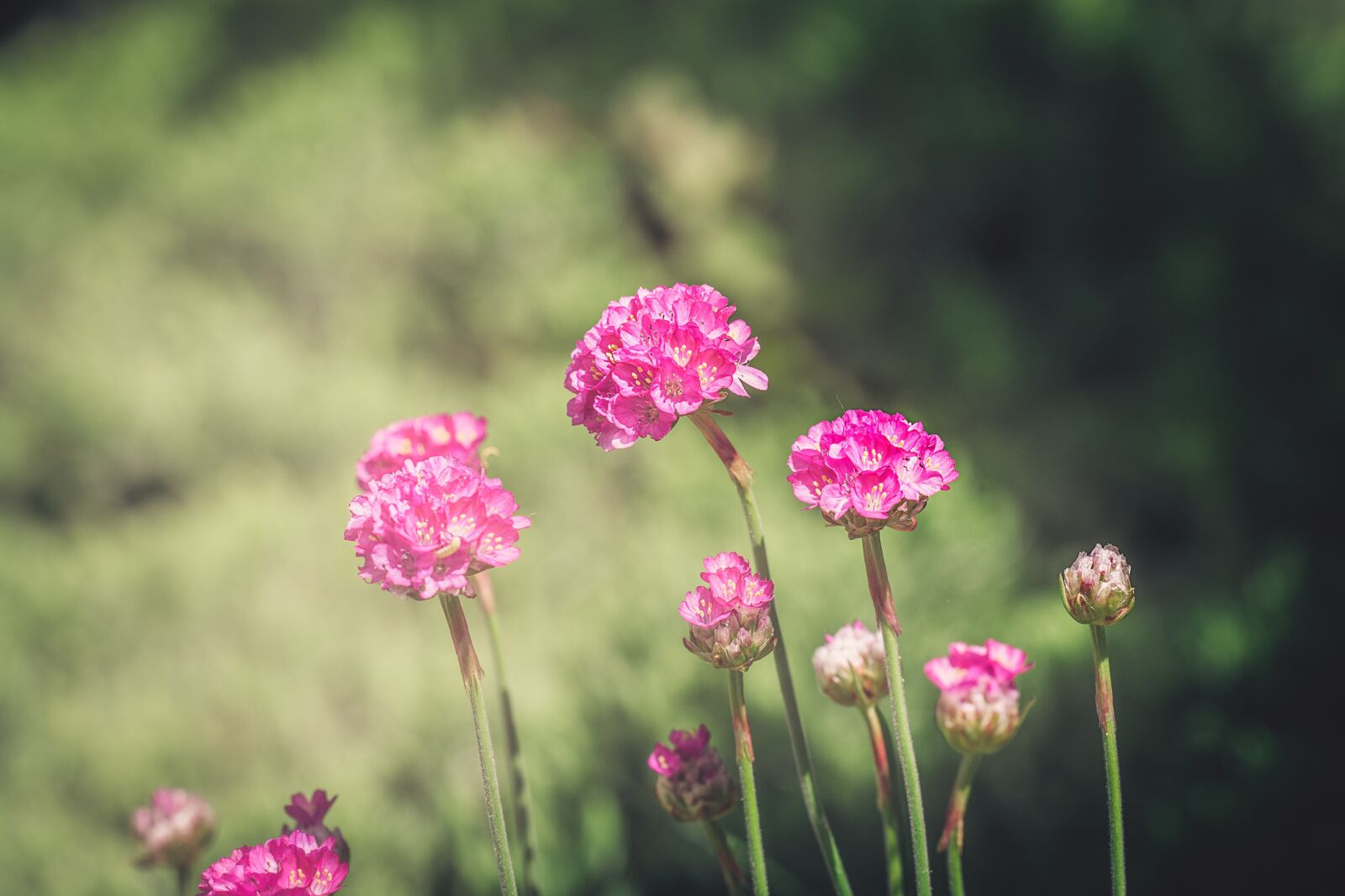 Nikon D7100 sample photo. Flowers, pink, pink flowers photography