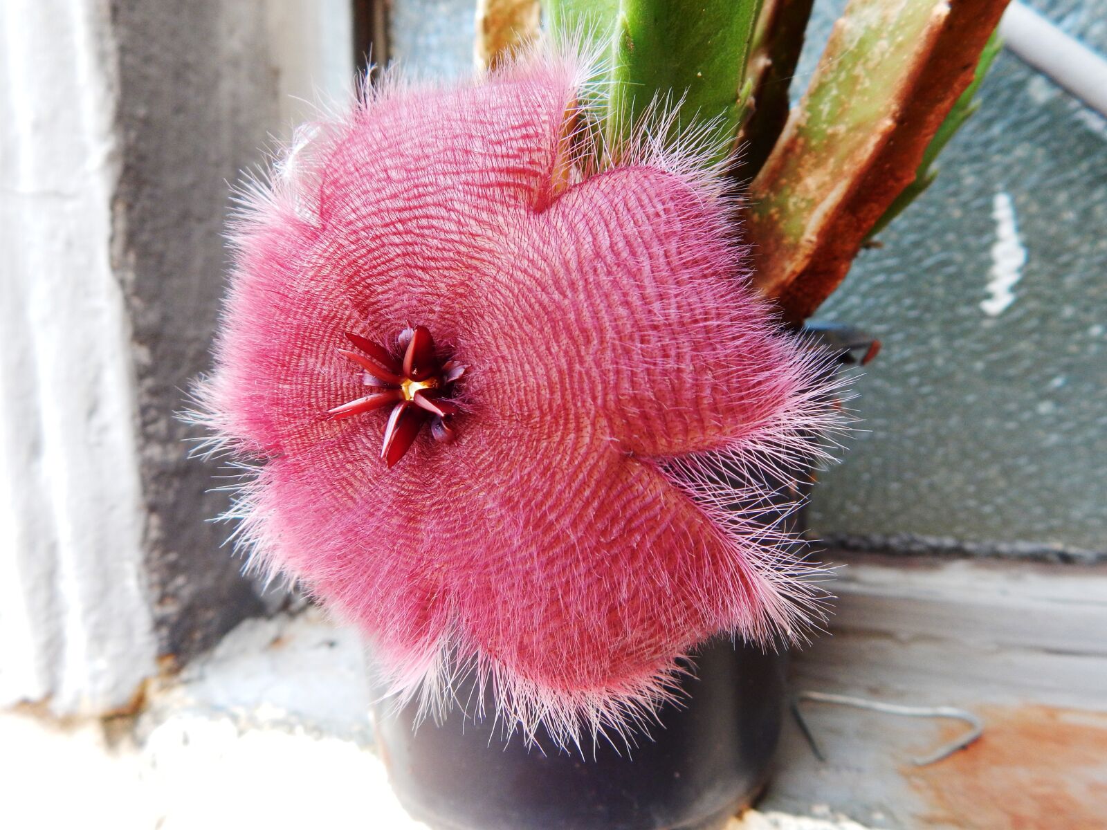 Nikon Coolpix L830 sample photo. Flower, red flower, hairy photography