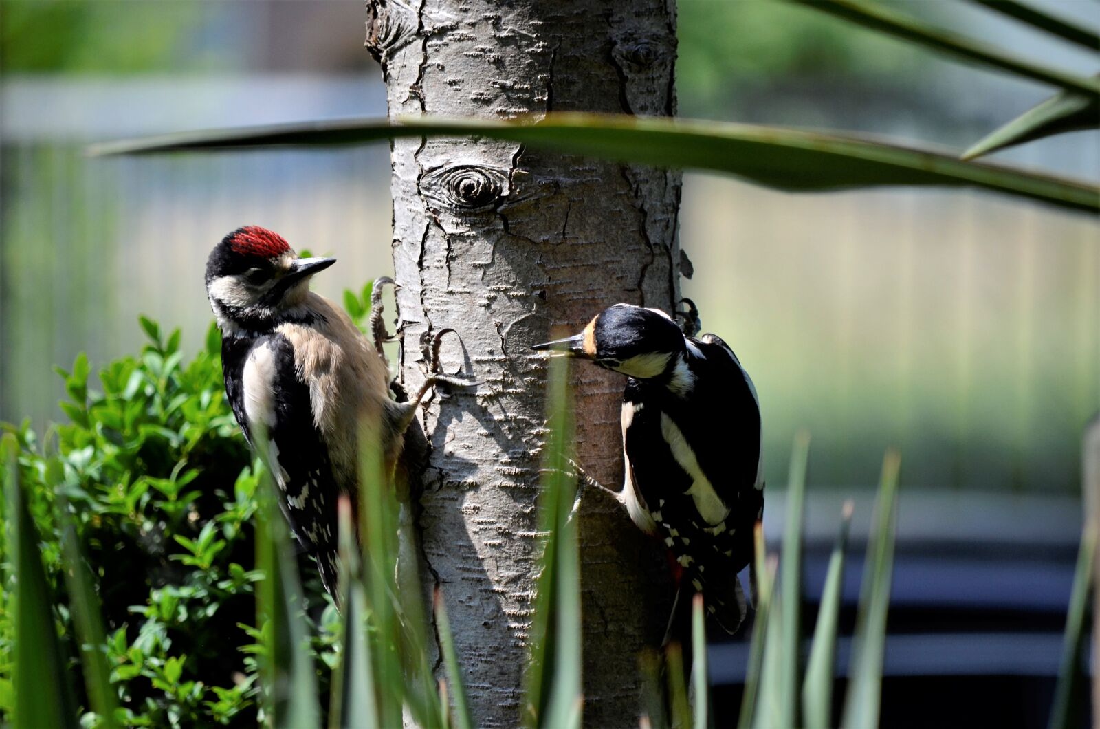 Nikon D5100 sample photo. Birds, nature, wildlife photography
