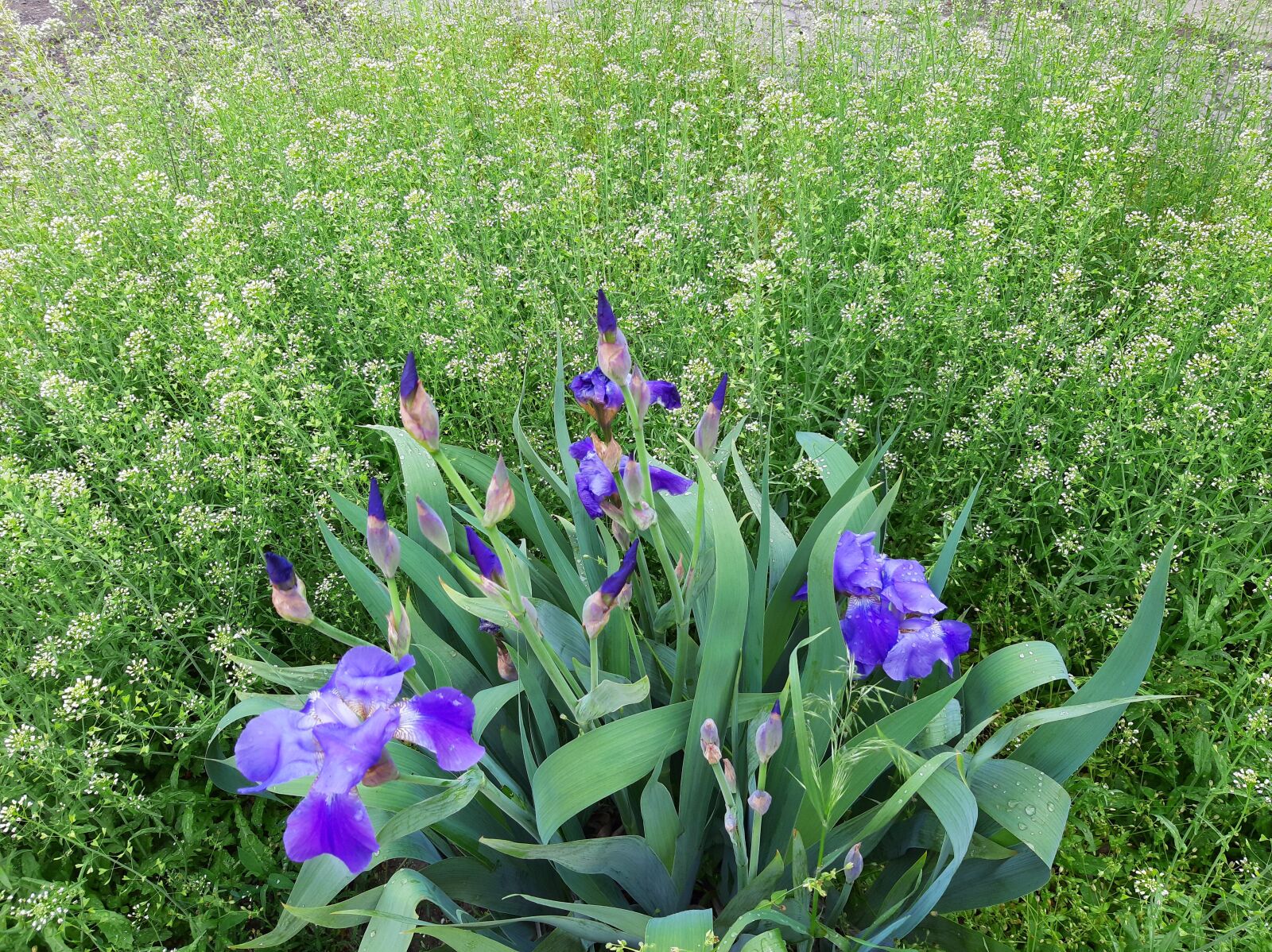 Samsung Galaxy A50 sample photo. Meadow, flowers, spring photography