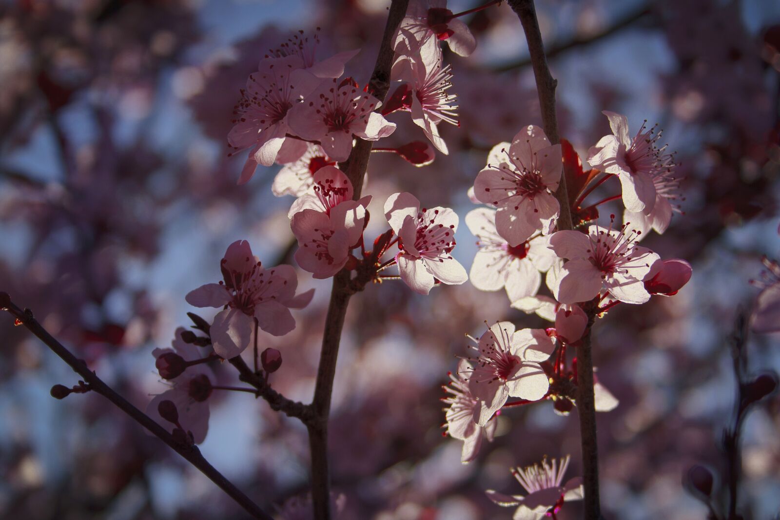 Canon EF-S 18-55mm F3.5-5.6 II sample photo. Flowers, bloom, plum photography