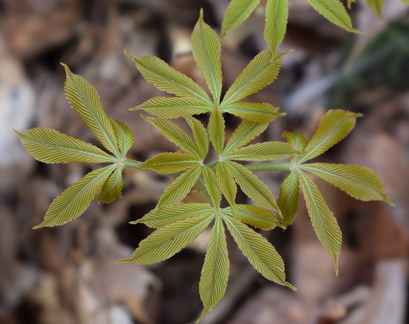 Nikon D3300 sample photo. Japanese chestnut leaves open photography