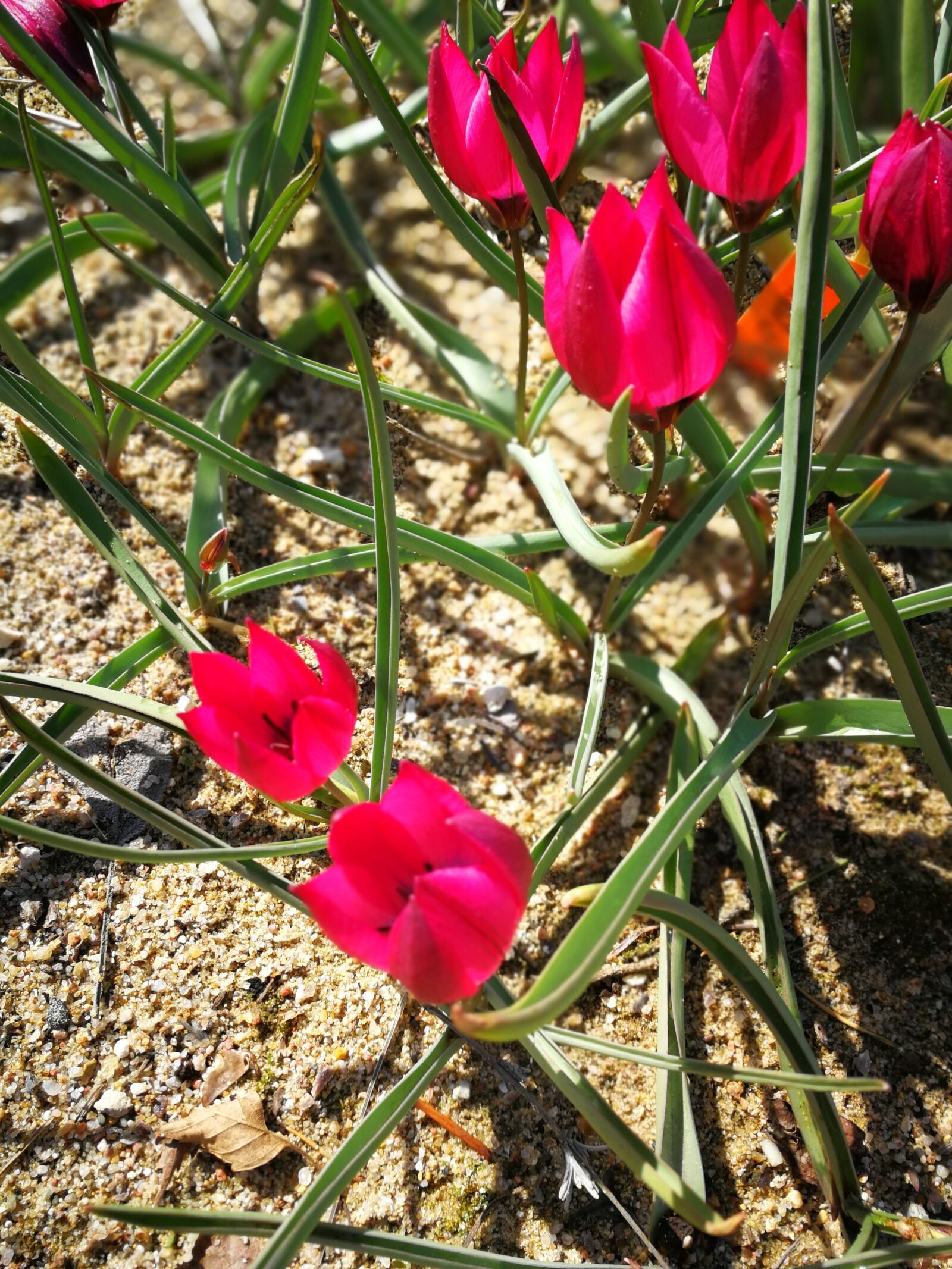 HUAWEI P10 sample photo. Flower, nature, plant photography