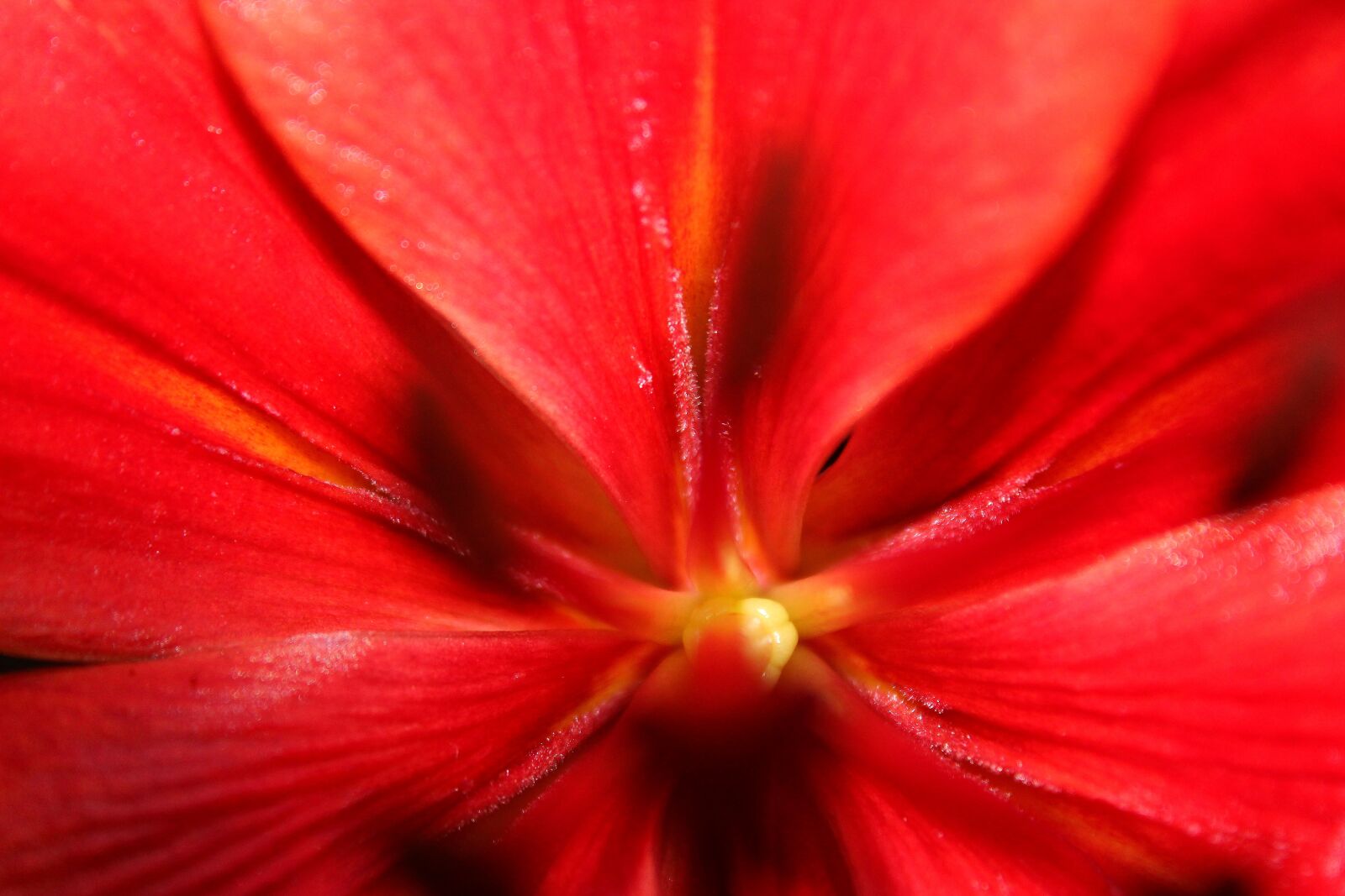 Canon EOS 1300D (EOS Rebel T6 / EOS Kiss X80) sample photo. Red flower, close up photography
