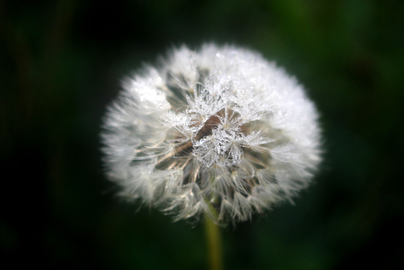 Canon EOS 100D (EOS Rebel SL1 / EOS Kiss X7) sample photo. Dandelion, dewdrop, blossom photography
