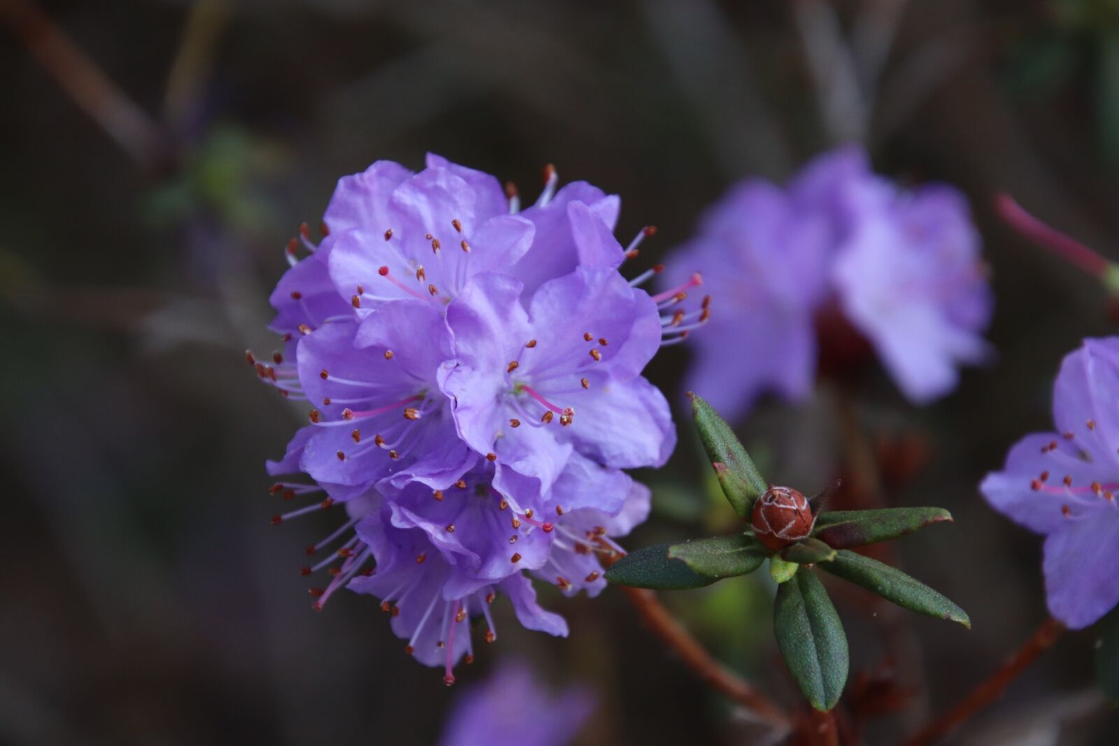 Canon EOS 800D (EOS Rebel T7i / EOS Kiss X9i) sample photo. Rhododendrons, shrub in flower photography