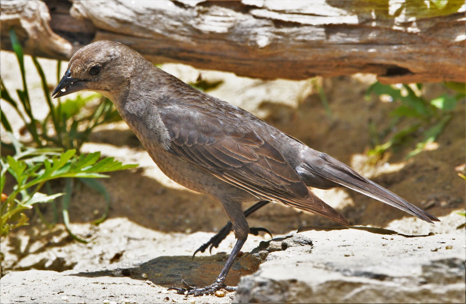 Nikon D850 sample photo. Bird, brown, nature photography