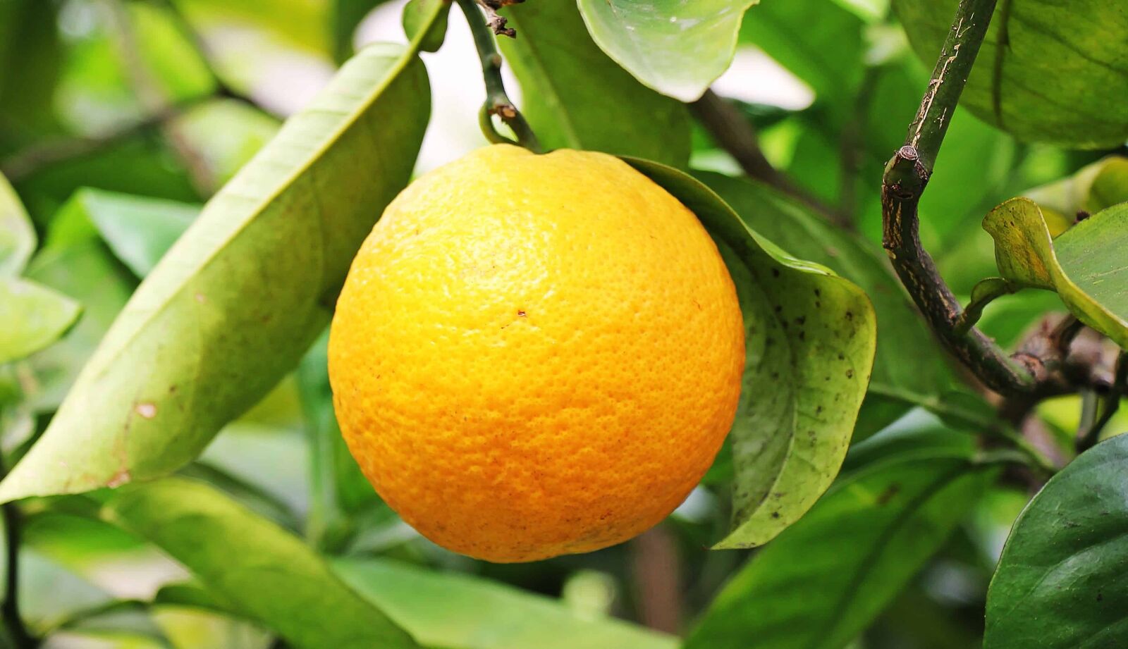 Canon EOS 550D (EOS Rebel T2i / EOS Kiss X4) sample photo. Fruit, leaf, branch, nature photography