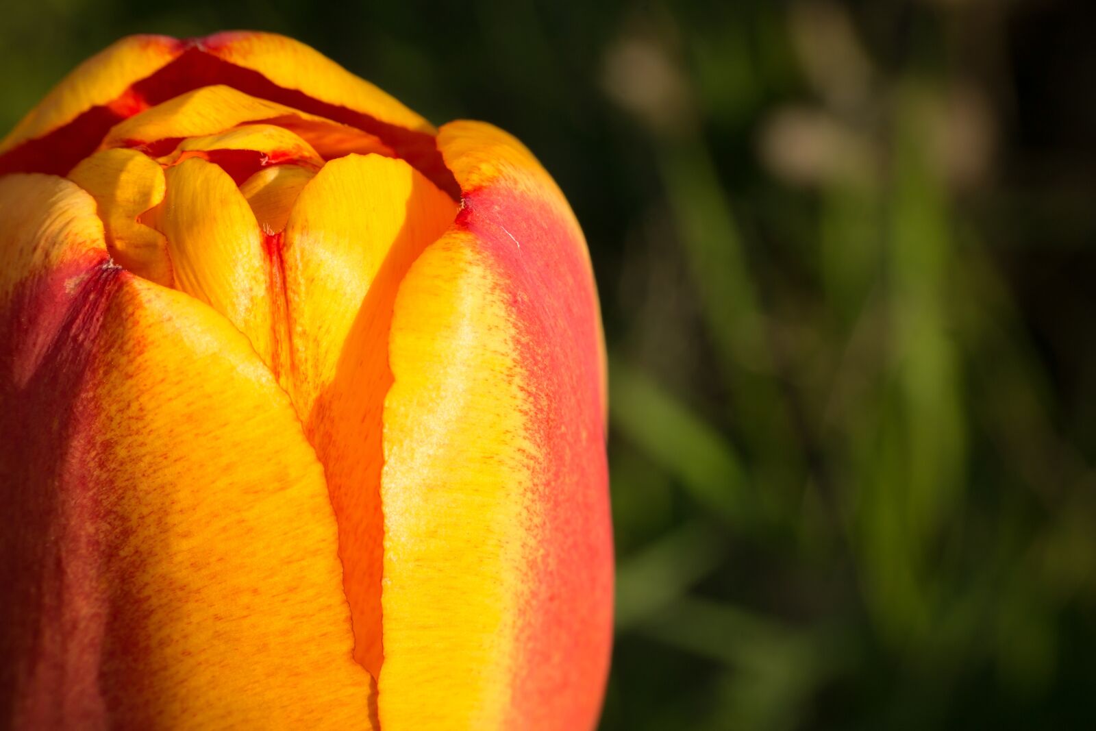 Samsung NX300M sample photo. Tulip, tulip cup, blossom photography