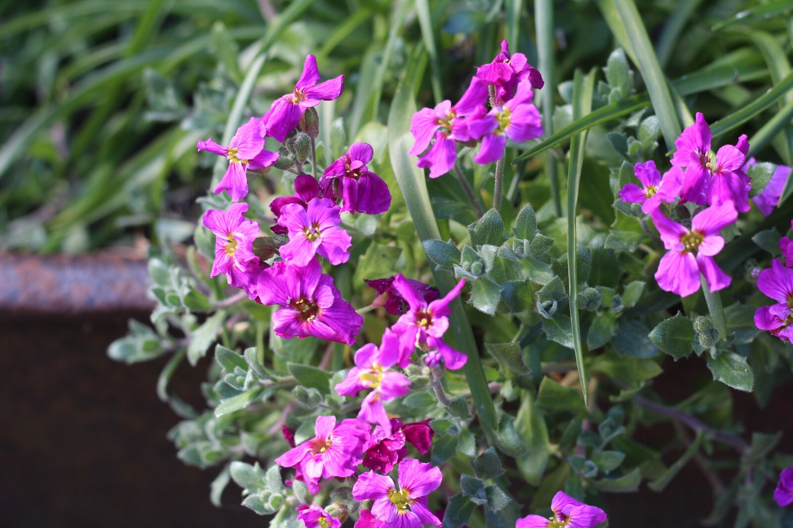 Canon EOS 1300D (EOS Rebel T6 / EOS Kiss X80) + Canon EF 50mm F1.8 STM sample photo. Aubretia, spring, flowers photography