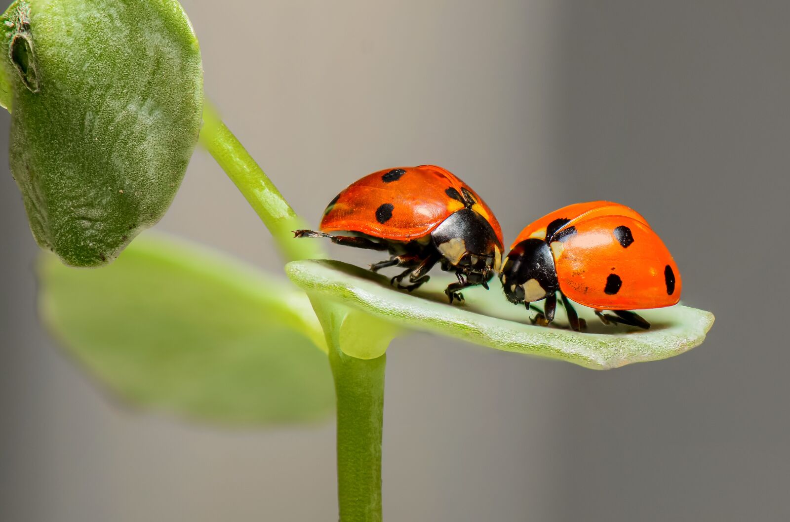 Nikon D7000 sample photo. Ladybugs, ladybirds, bugs photography