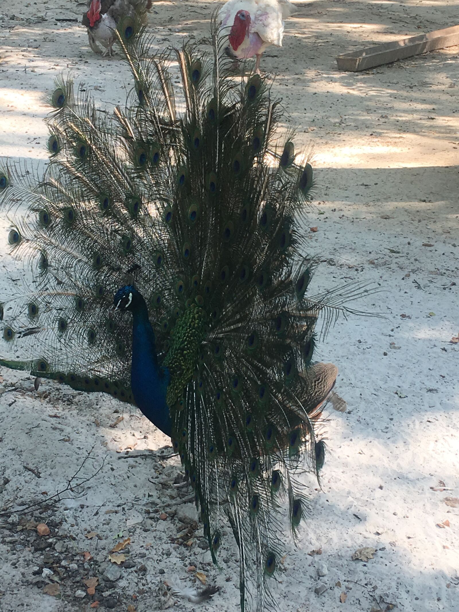 iPhone SE back camera 4.15mm f/2.2 sample photo. Peacock, bird, plumage photography