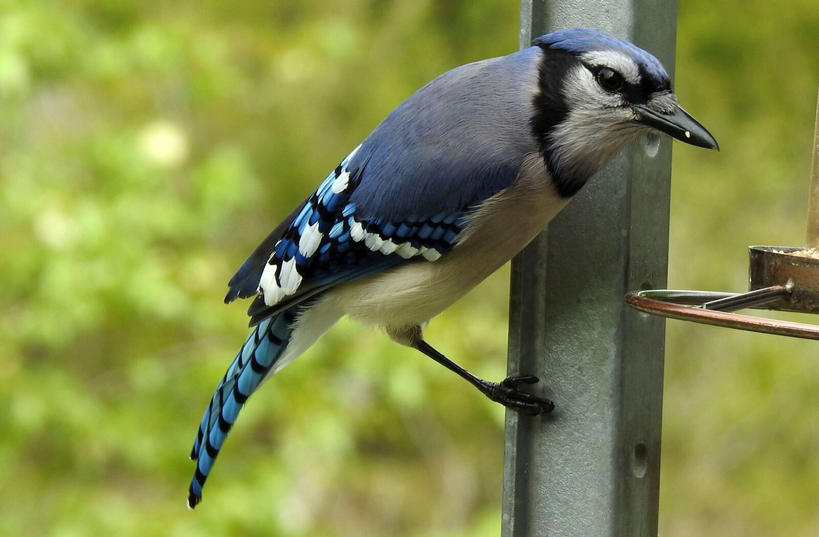 Nikon Coolpix P900 sample photo. Blue jay, cyanocitta cristata photography