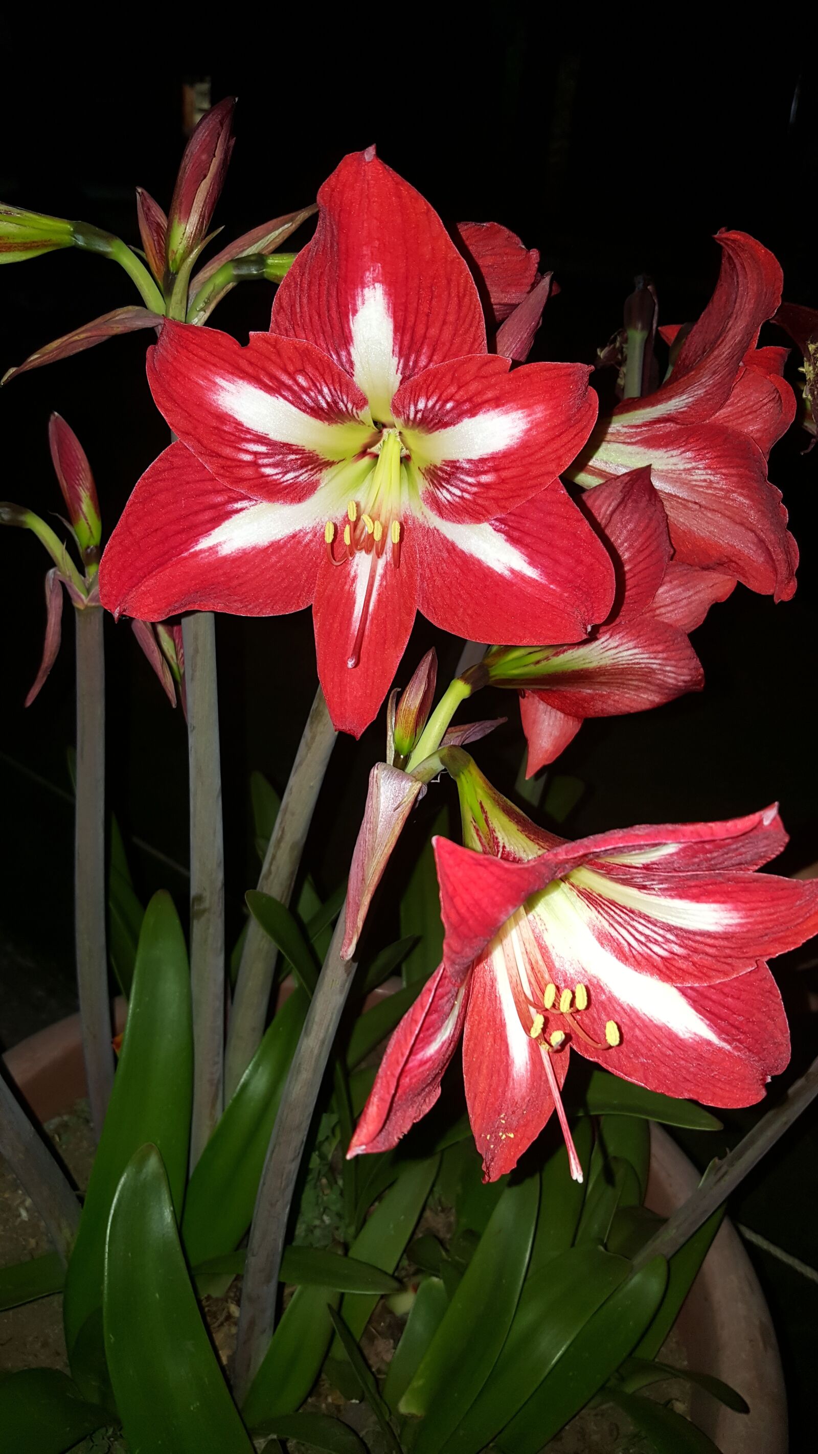 Samsung Galaxy Note5 sample photo. Flower, flowers, red flower photography