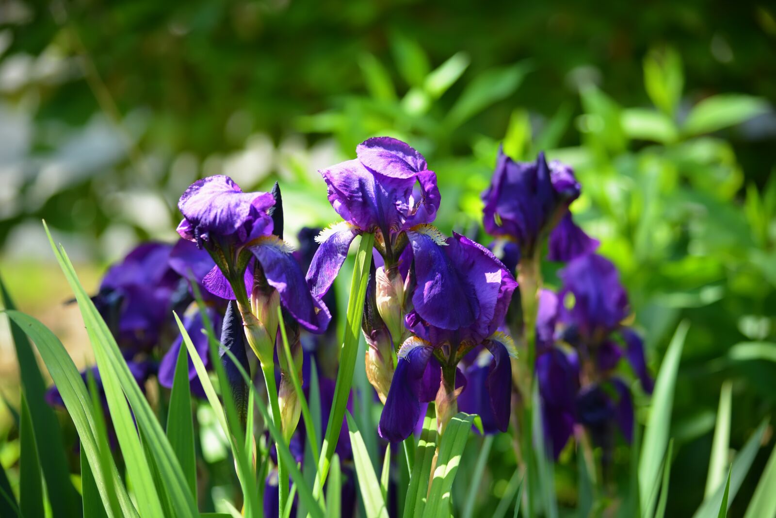 Nikon D5200 sample photo. Flowers, irises, spring photography