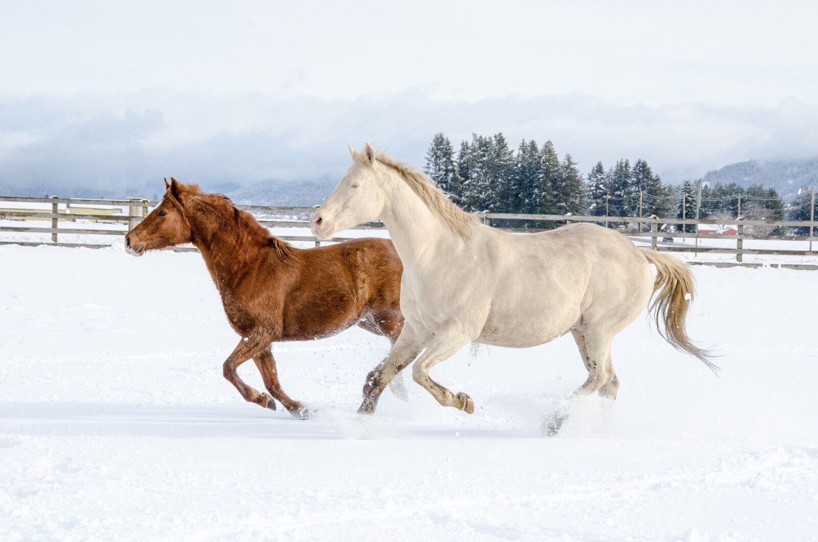 Nikon D7000 sample photo. Horse, snow, winter photography