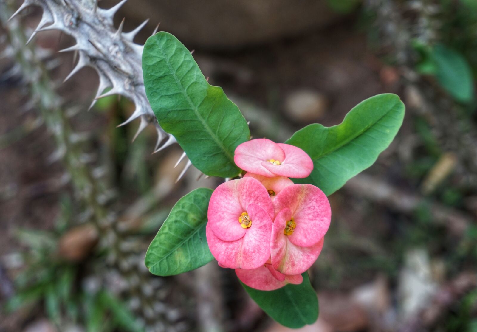 Sony a6300 sample photo. Euphorbia milii, crown of photography