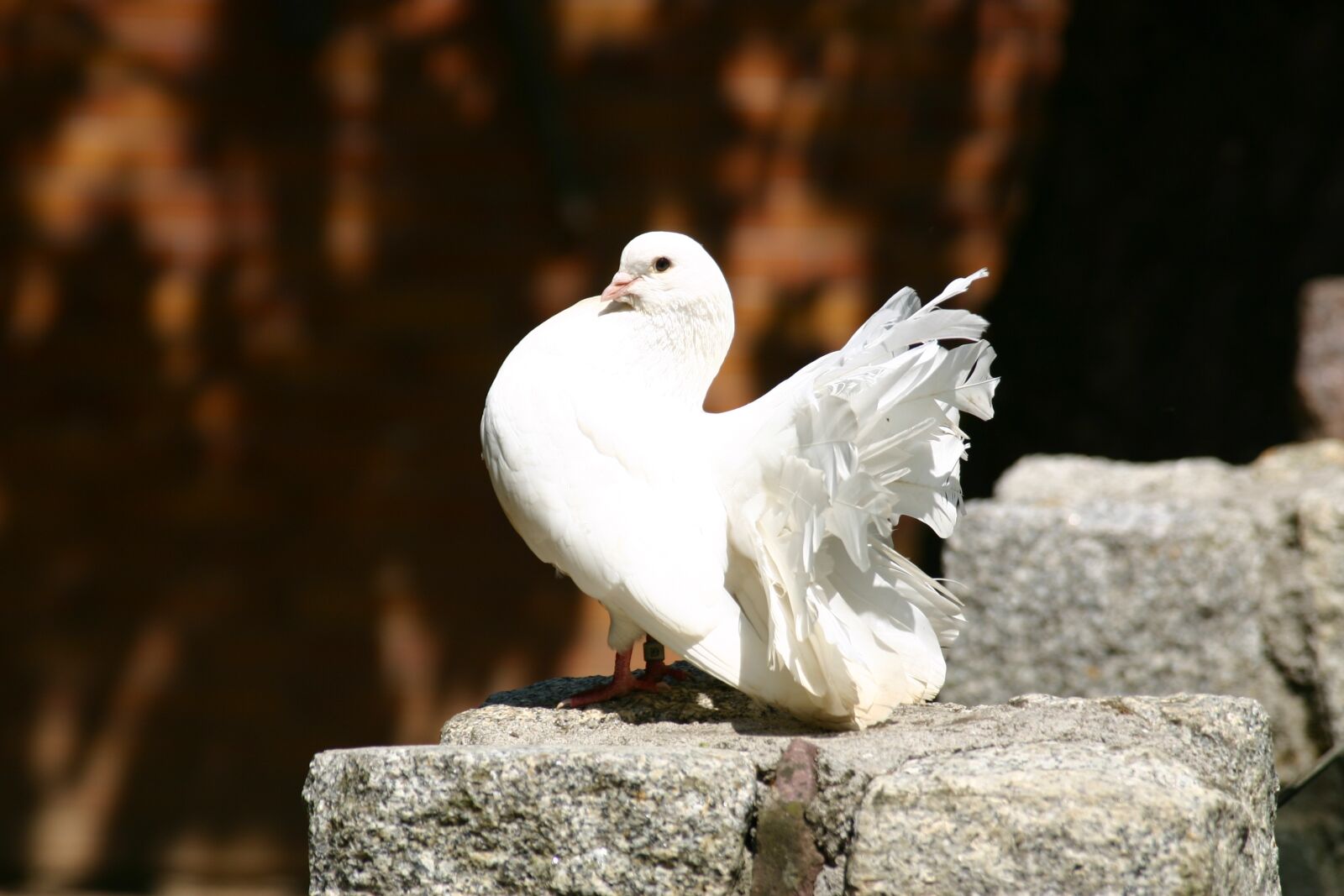 Canon EOS 300D (EOS Digital Rebel / EOS Kiss Digital) sample photo. Dove, bird, feather photography
