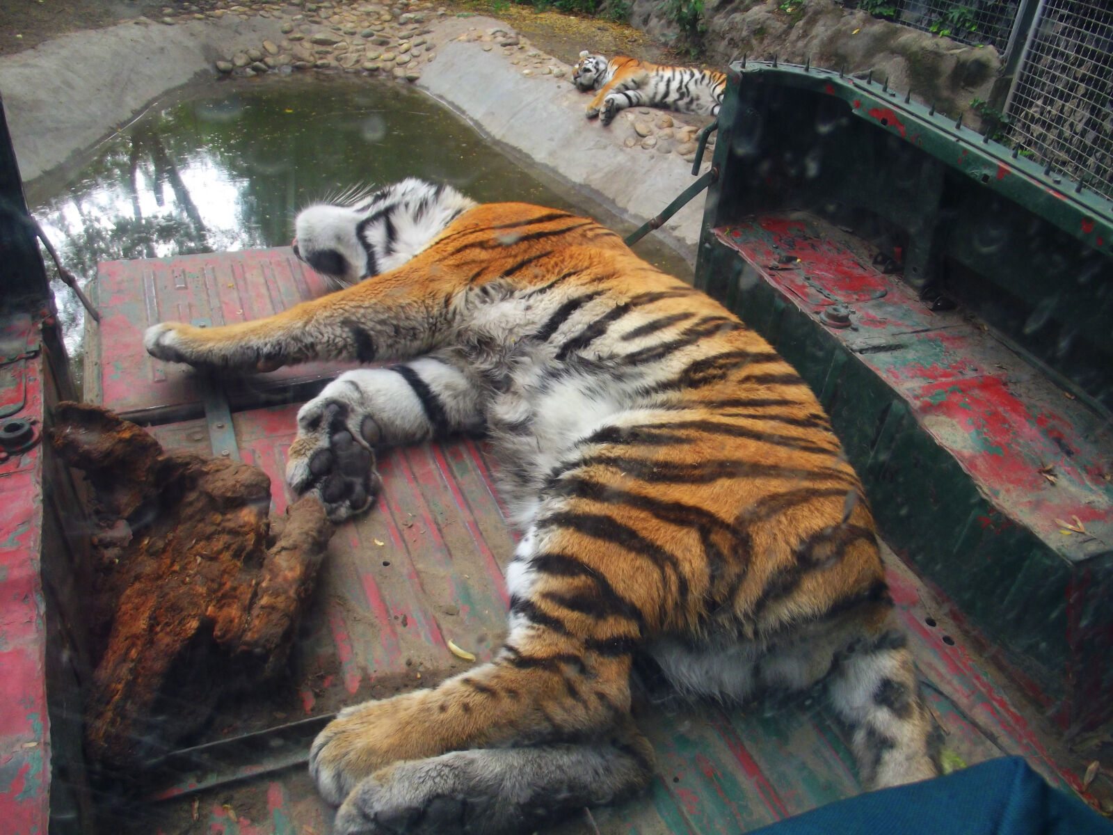 FujiFilm FinePix S2950 (FinePix S2990) sample photo. Sleeping, tiger photography