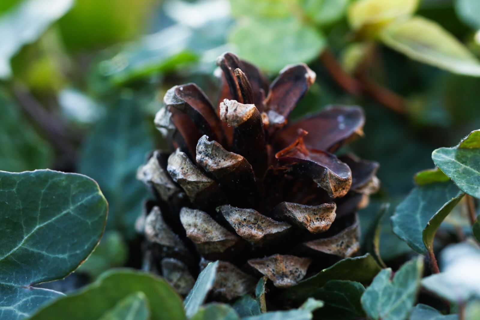 Canon EOS 7D Mark II sample photo. Pinecone, nature, cone photography