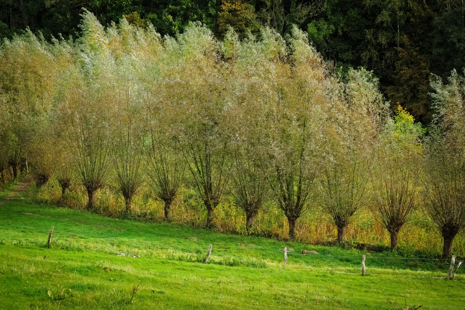 Olympus OM-D E-M10 sample photo. Graze, trees, nature photography
