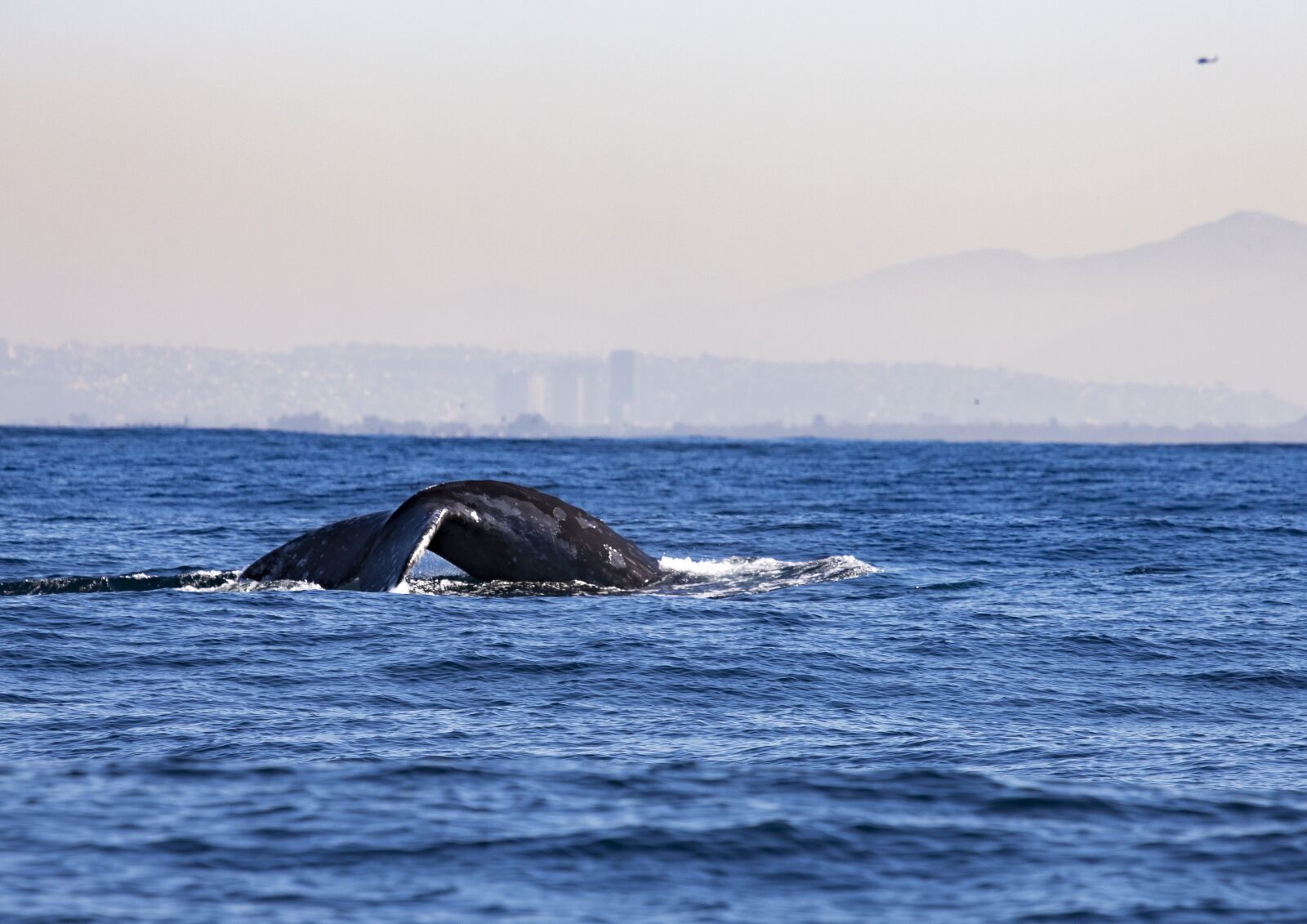 Canon EF 100-400mm F4.5-5.6L IS USM sample photo. Whale, tail, ocean photography