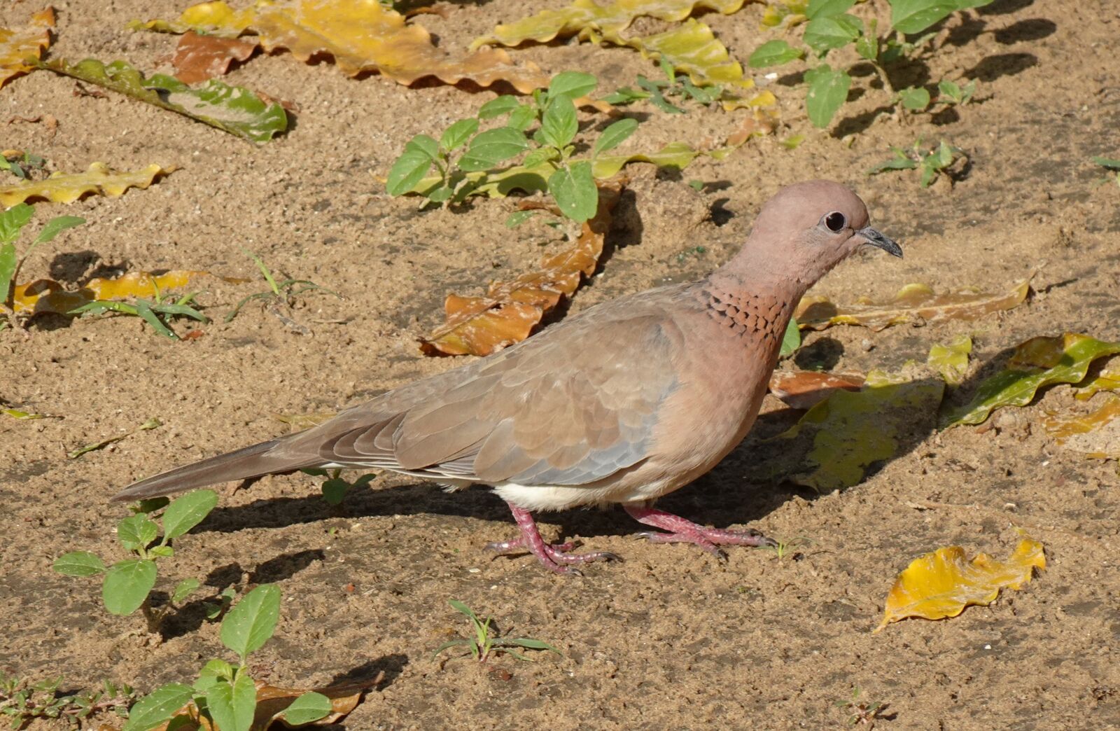 Sony DSC-WX800 sample photo. Dove, bird, laughing dove photography