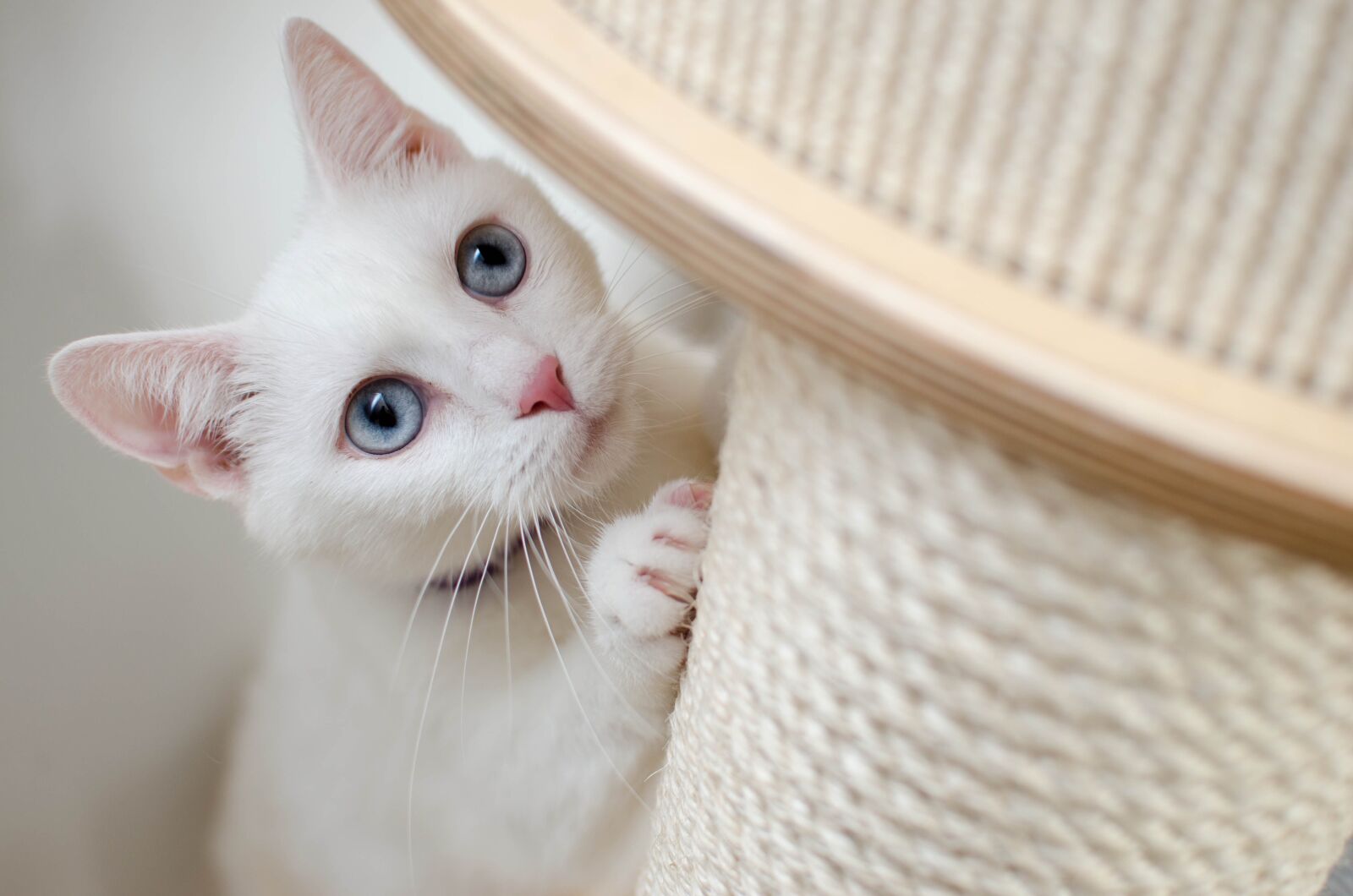 Nikon D7000 sample photo. White, cat, she-cat photography